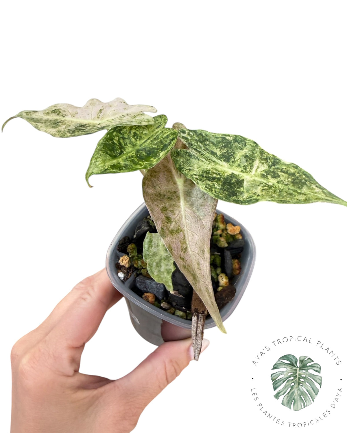 Alocasia Black Satun ‘Stardust’ Variegated