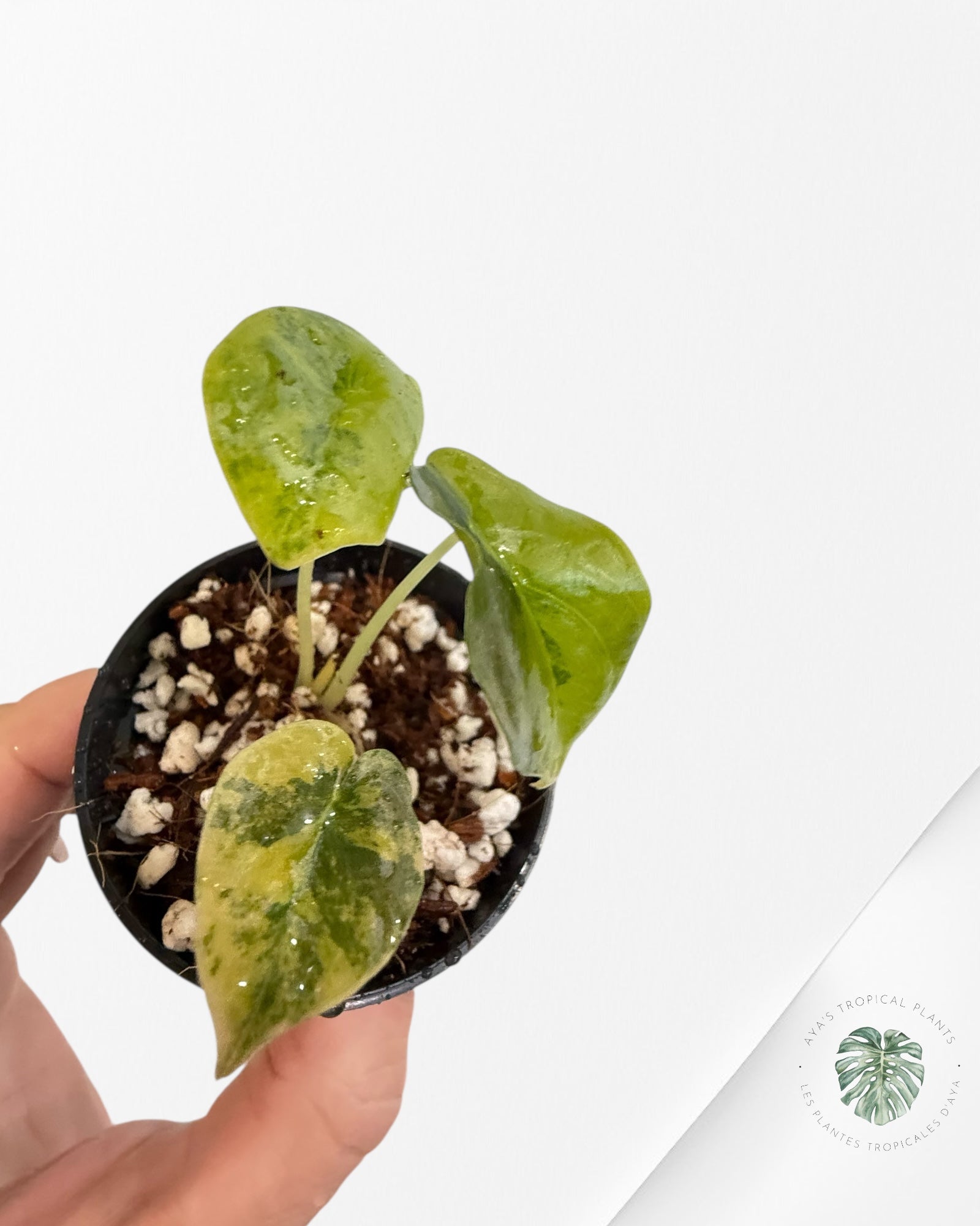 Alocasia Cuprea Golden Latte - 0