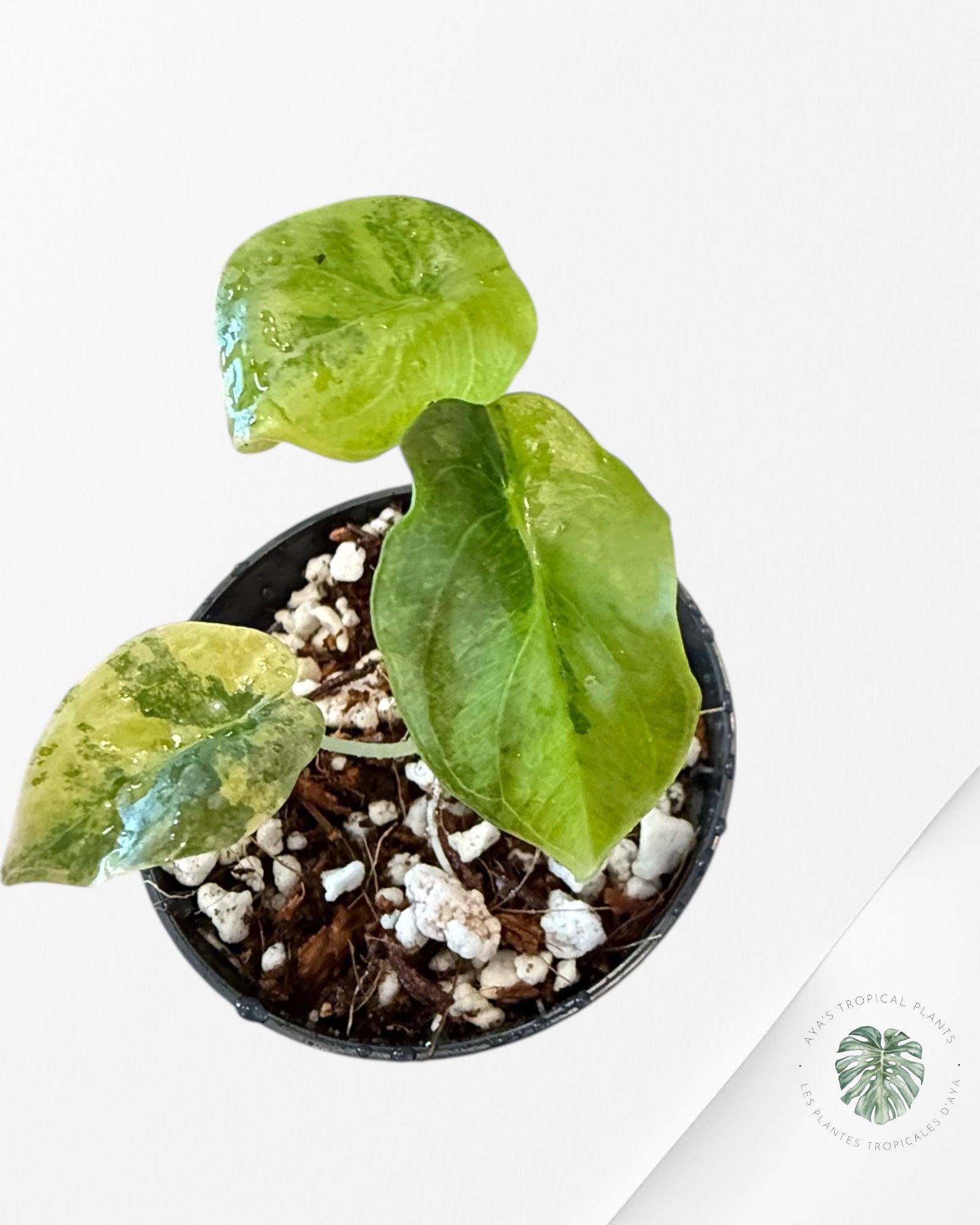 Alocasia Cuprea Golden Latte - 0