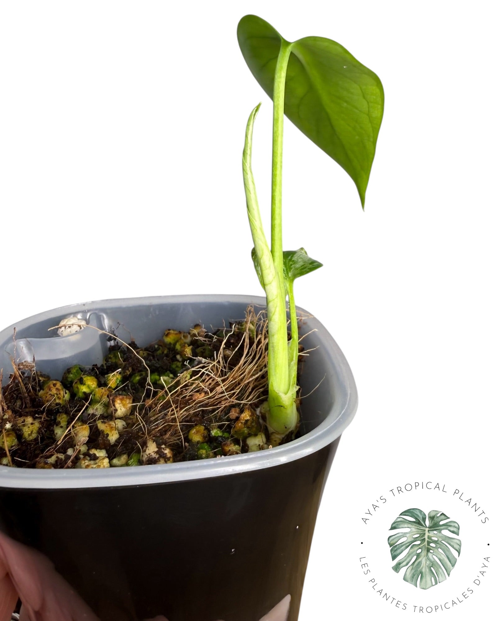 Monstera Deliciosa 'Monstre du Diable'