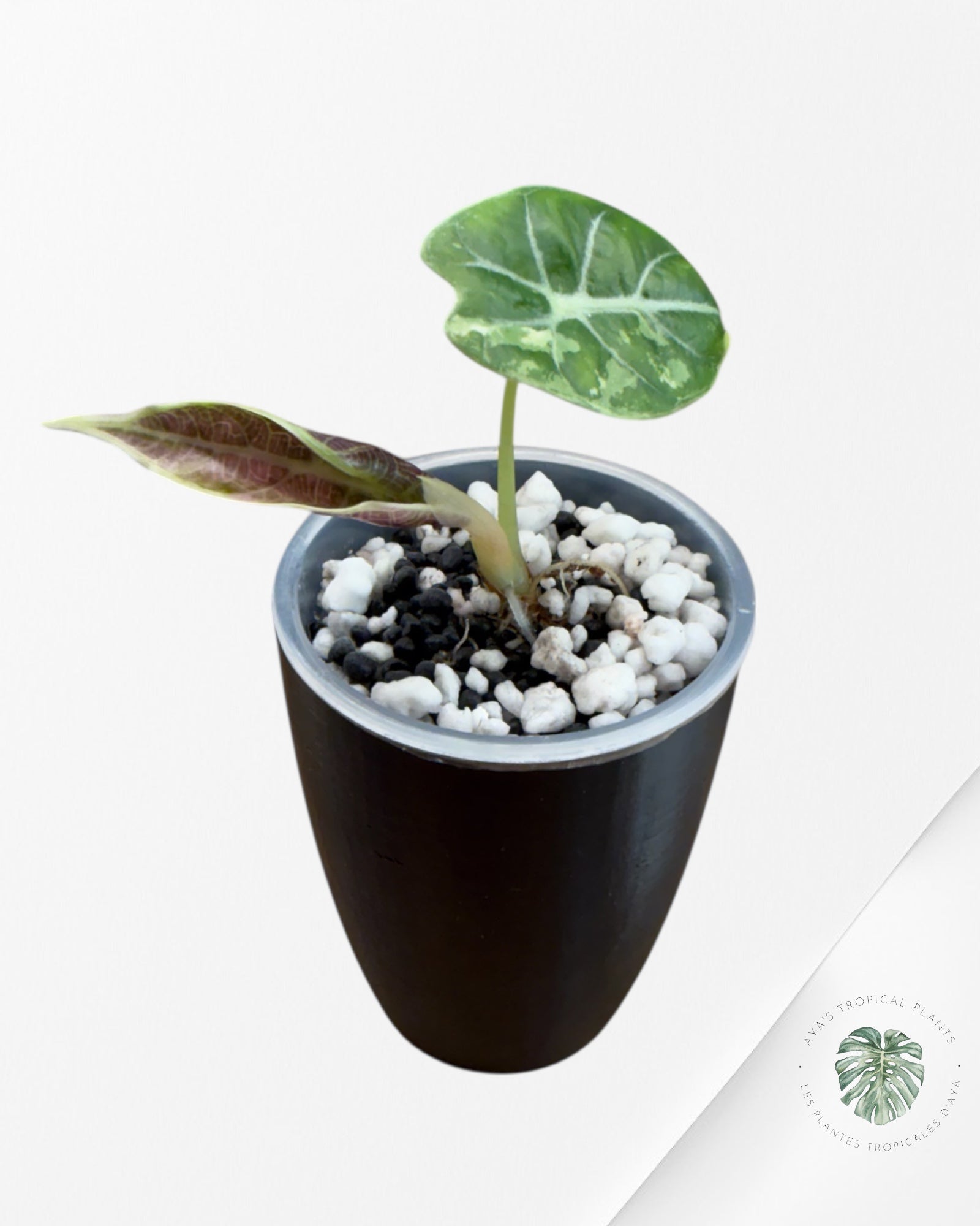 Alocasia Watsoniana Doff. Rose panaché