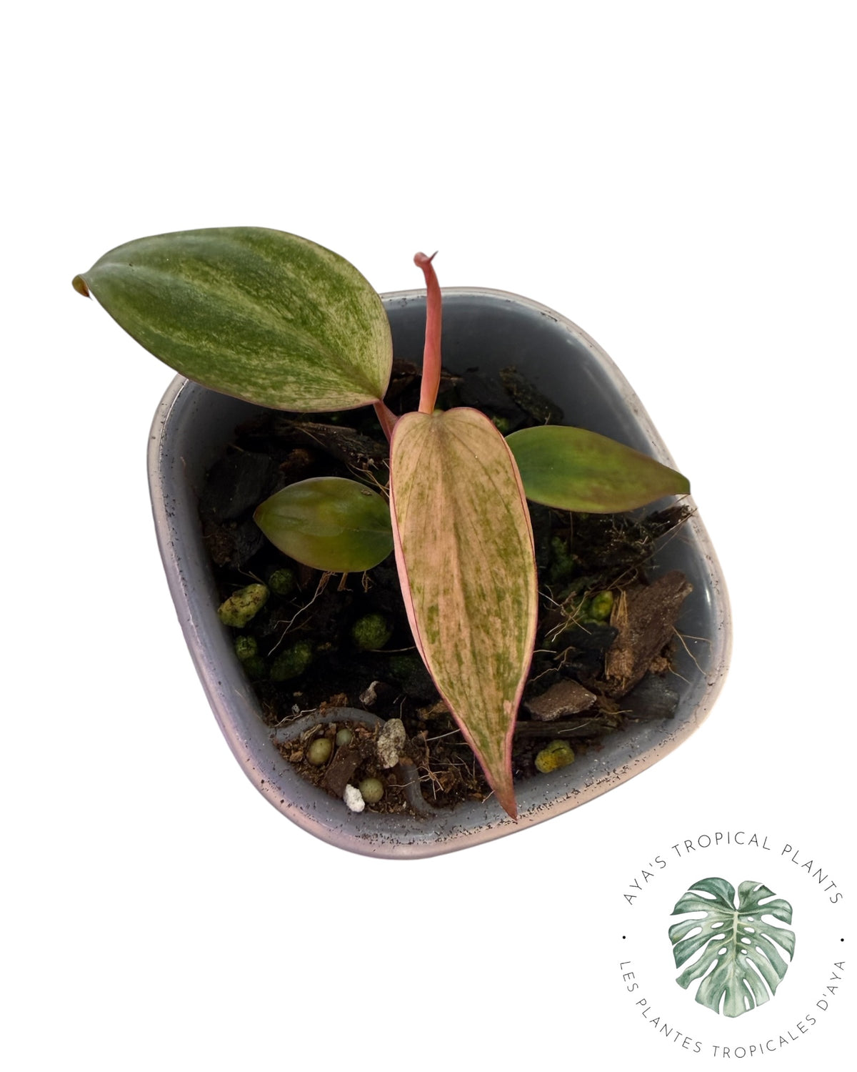 Philodendron Pink Micans Mint