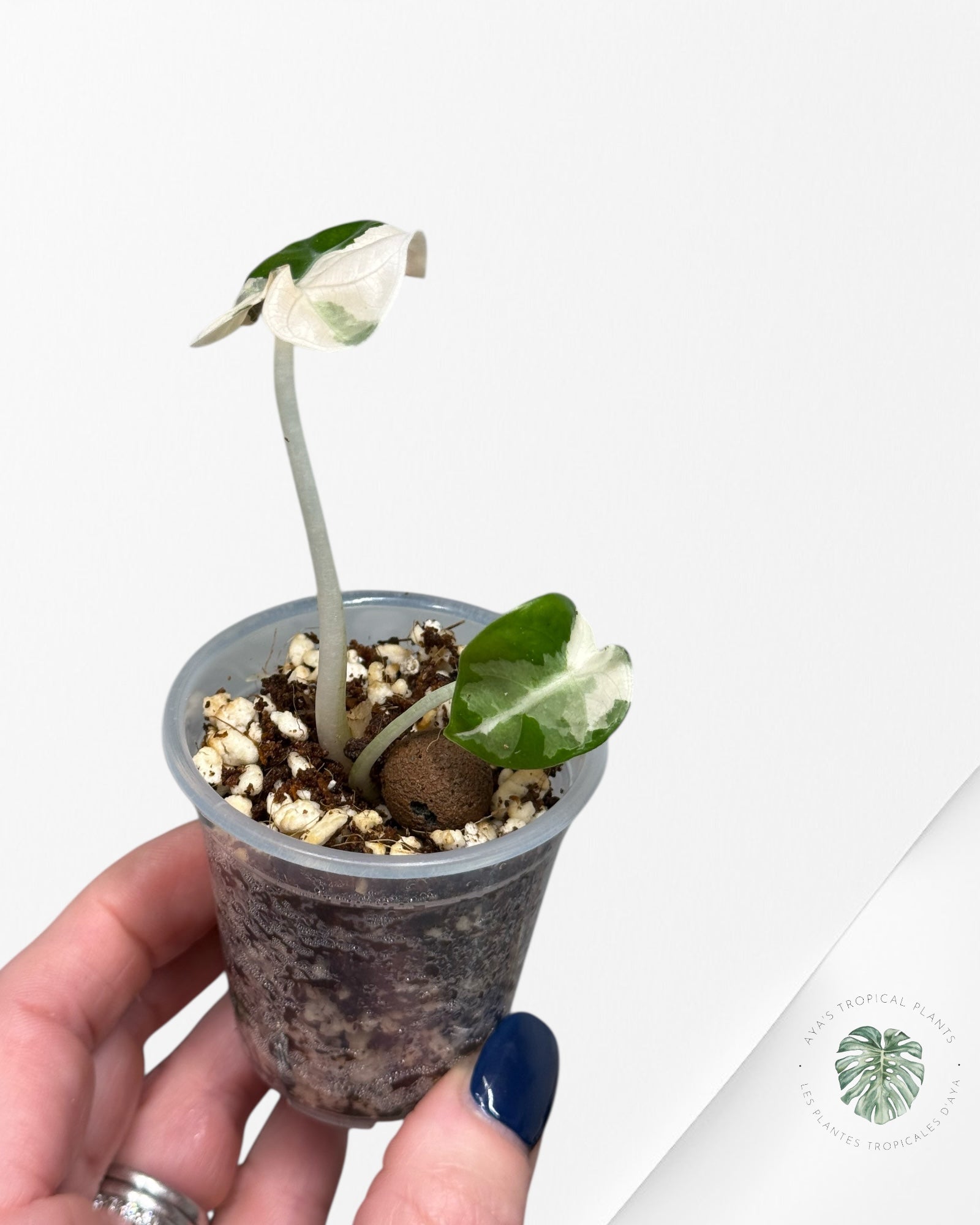 Alocasia Heart Balloon Pink variegated| Rare TC Plant| Aya's Tropical Plants