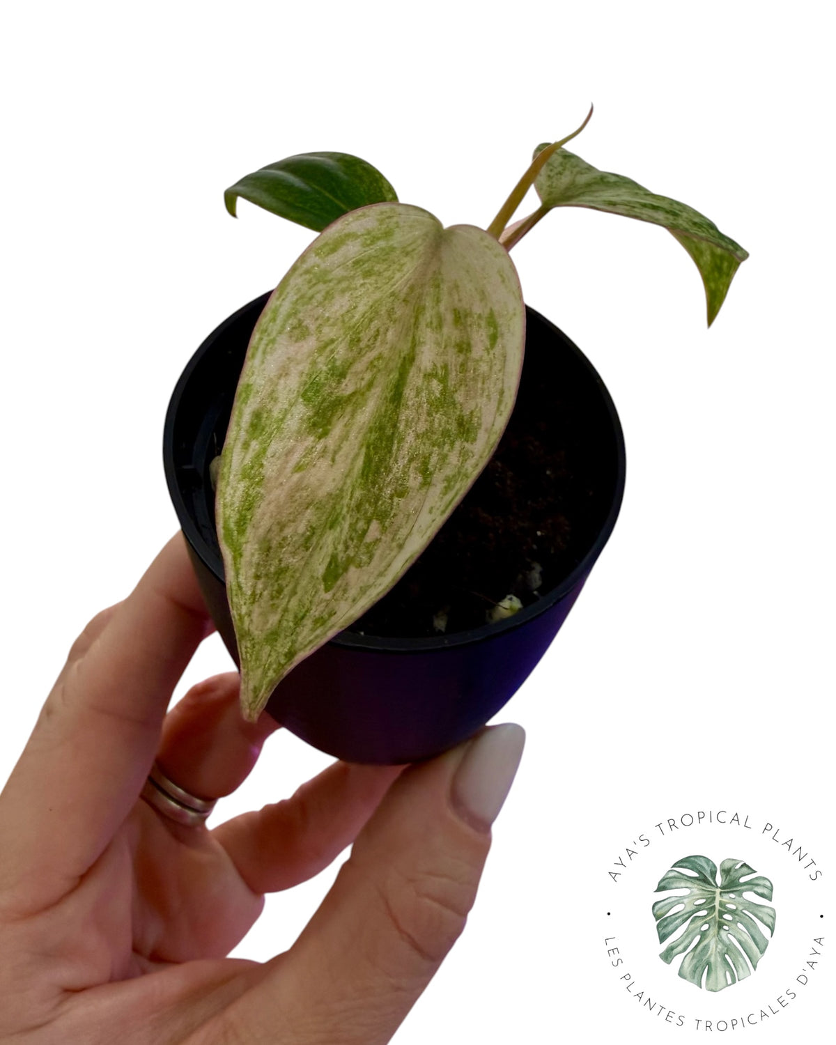 Philodendron Pink Micans Mint