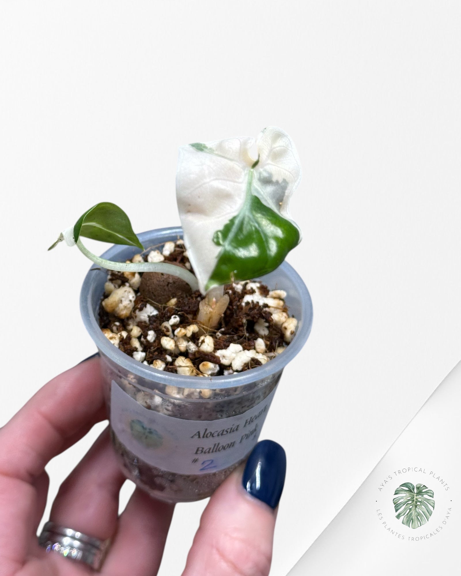 Alocasia Heart Balloon Pink variegated| Rare TC Plant| Aya's Tropical Plants