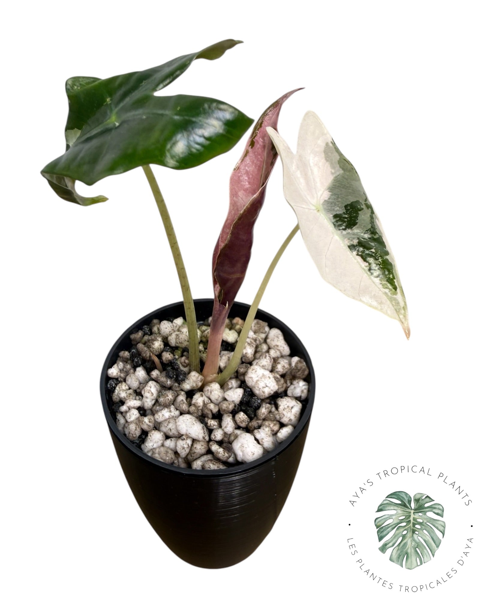 Alocasia Nobilis Pink Variegated