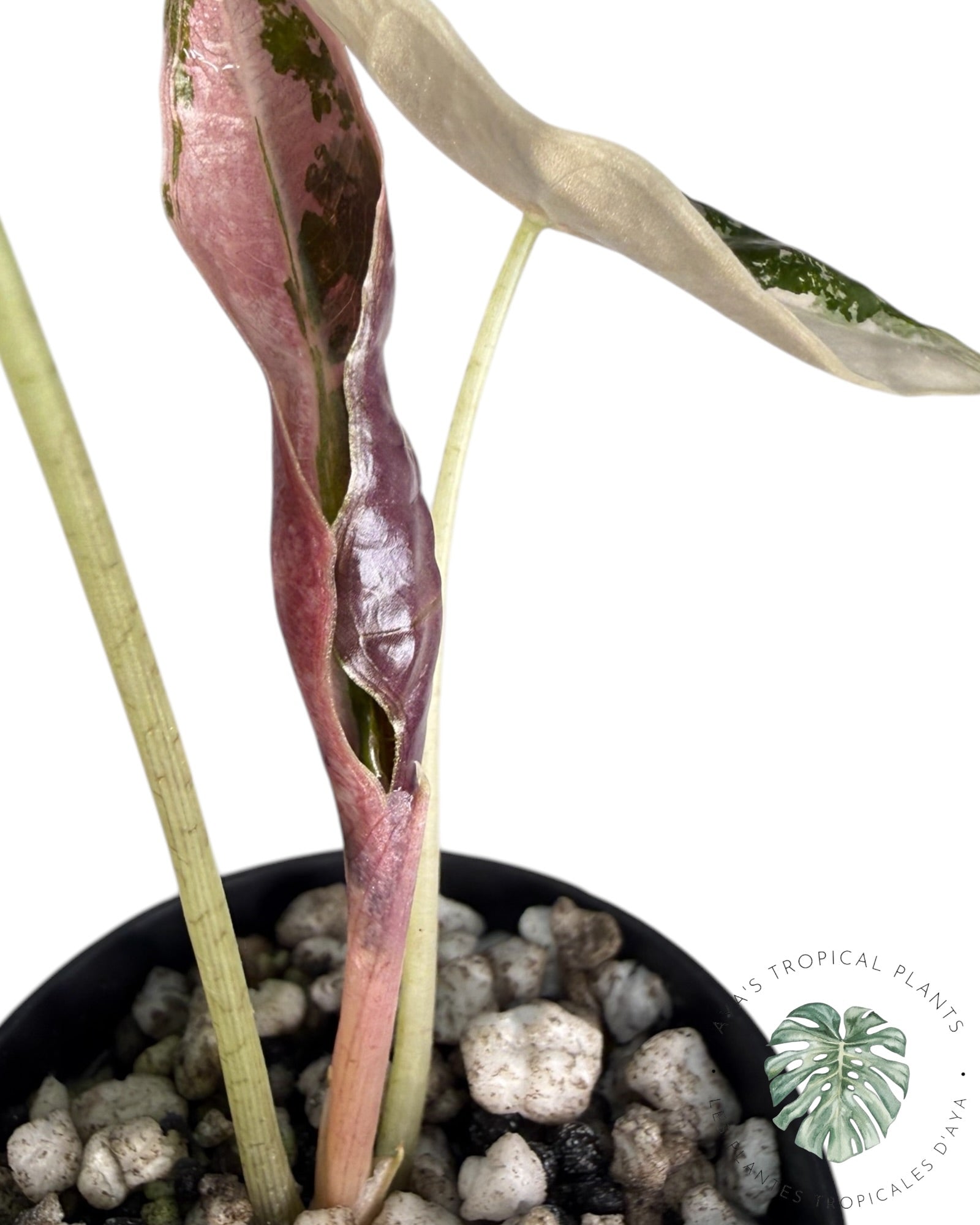 Alocasia Nobilis Pink Variegated
