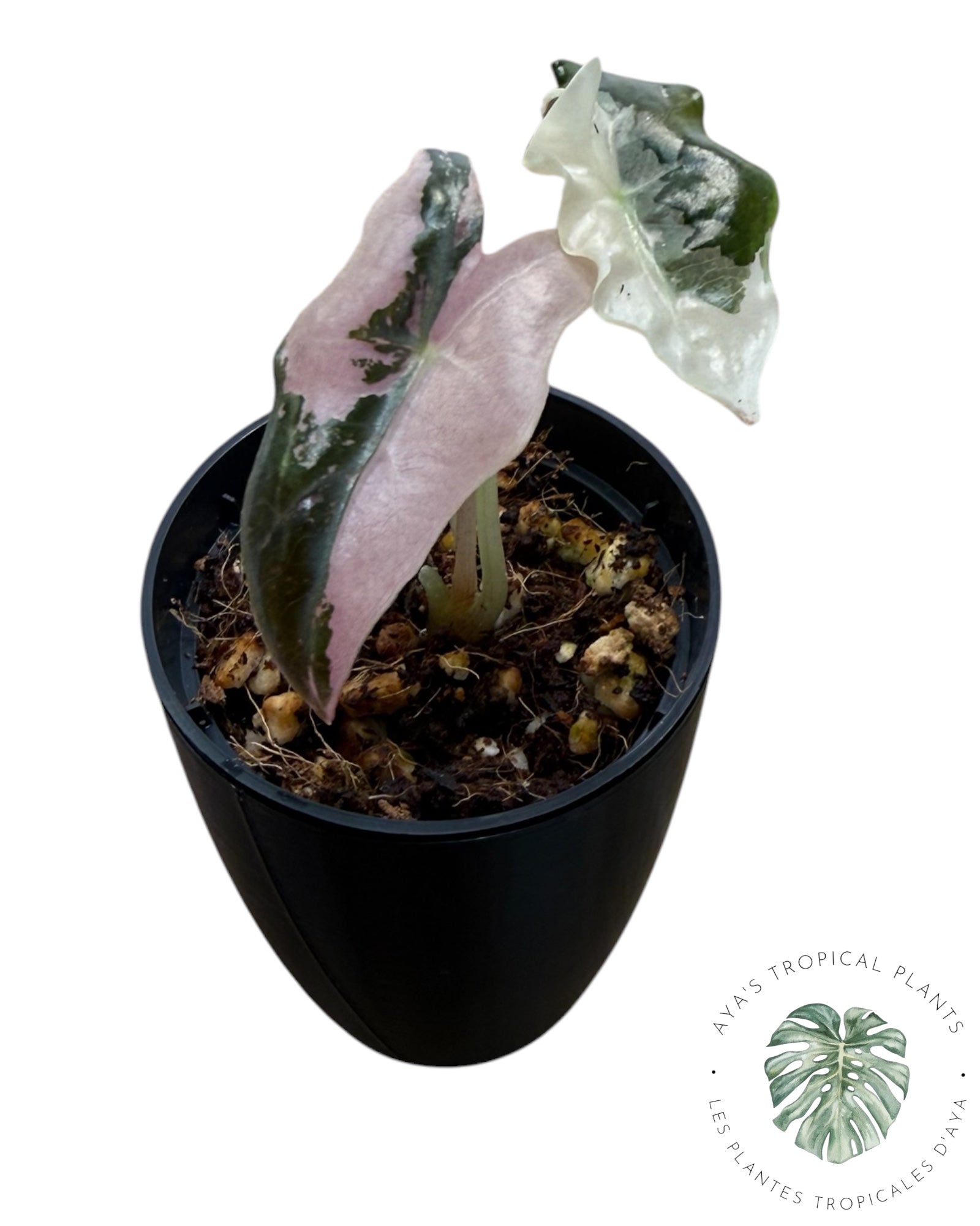 Alocasia Nobilis Pink Variegated