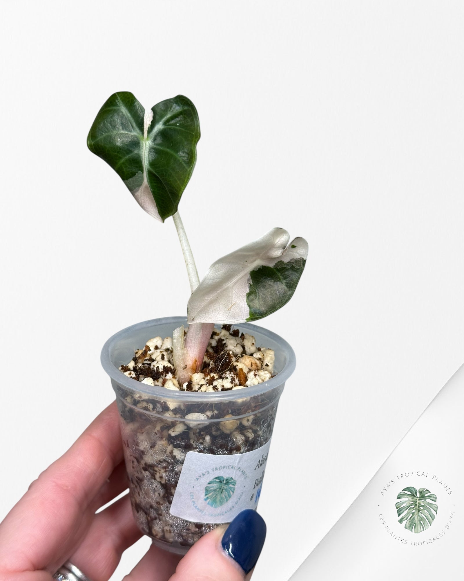 Alocasia Heart Balloon Pink variegated| Rare TC Plant| Aya's Tropical Plants