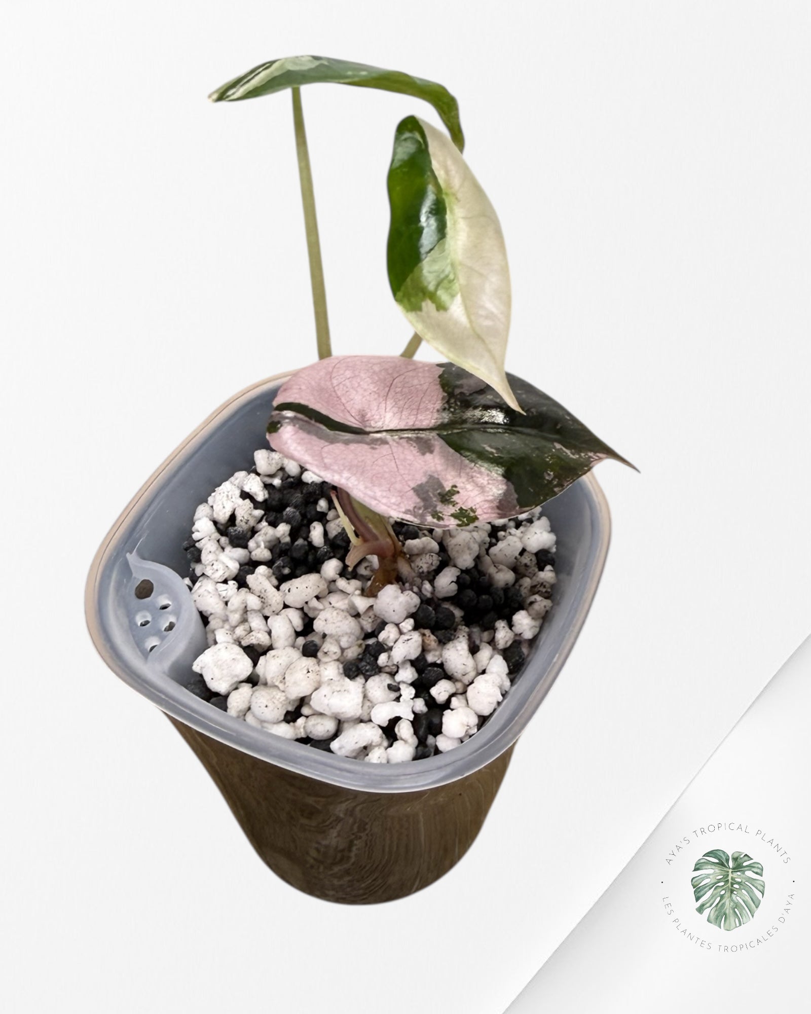 Alocasia Chantrieri rose panaché