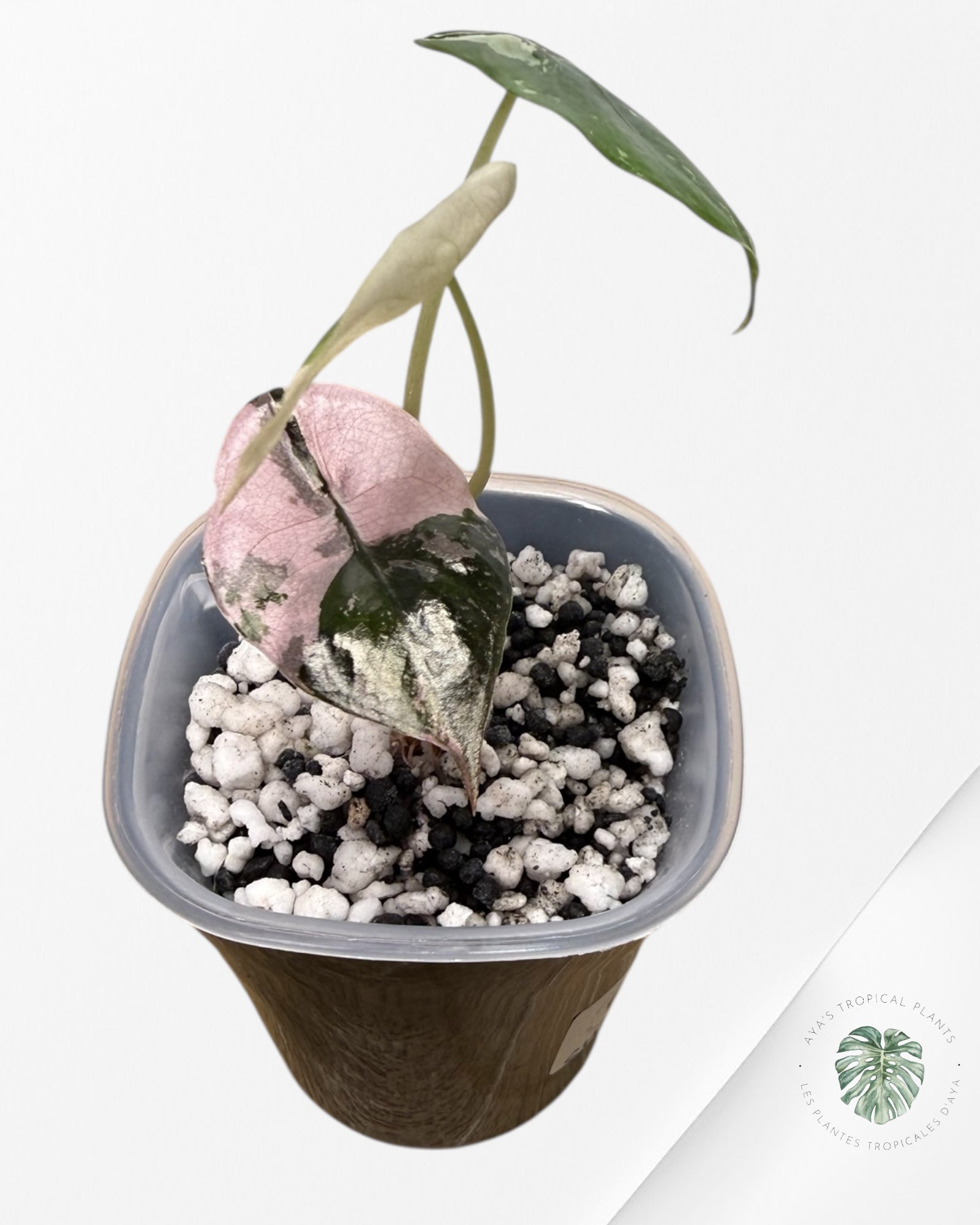 Alocasia Chantrieri rose panaché