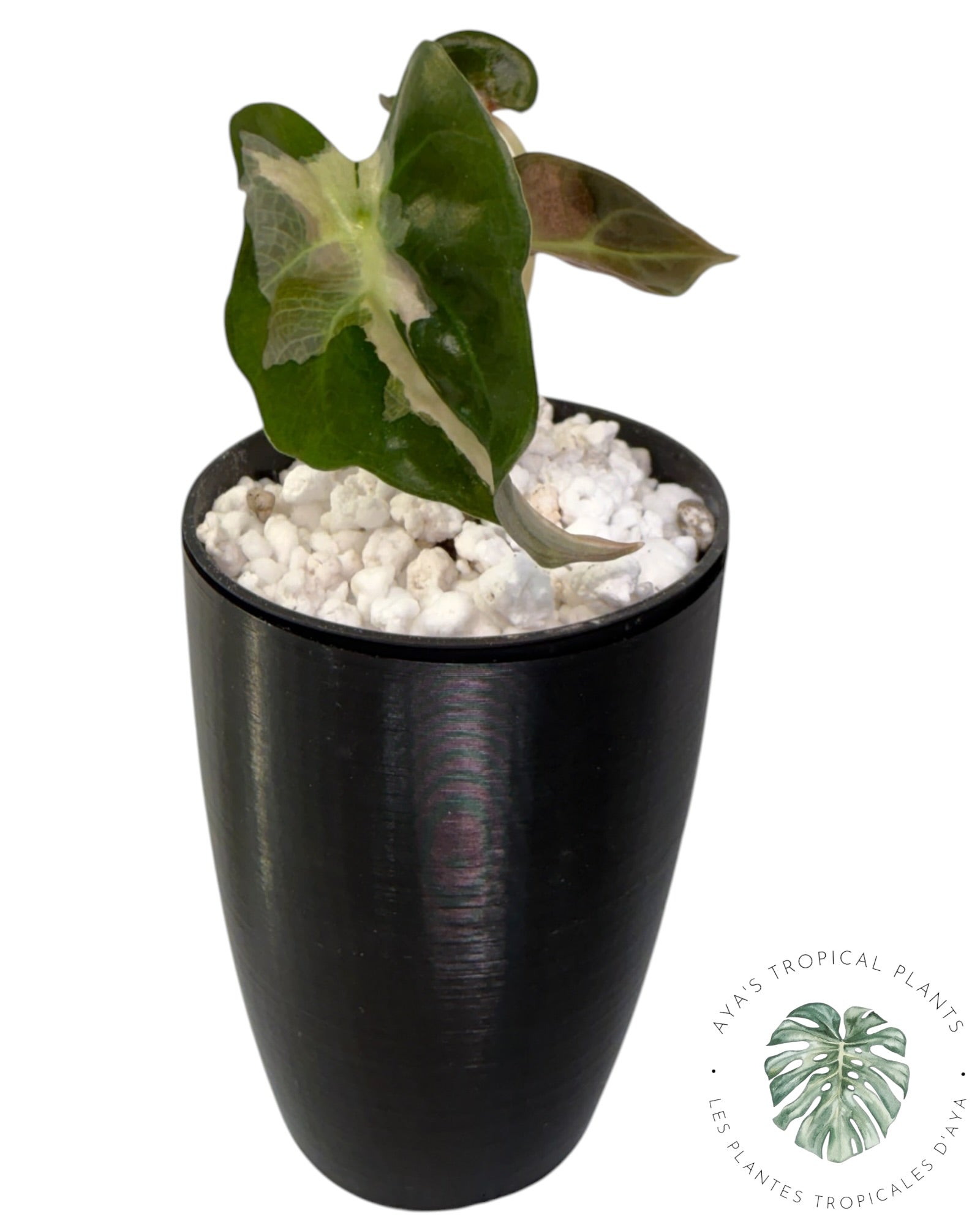 Alocasia Polly Lava Variegated