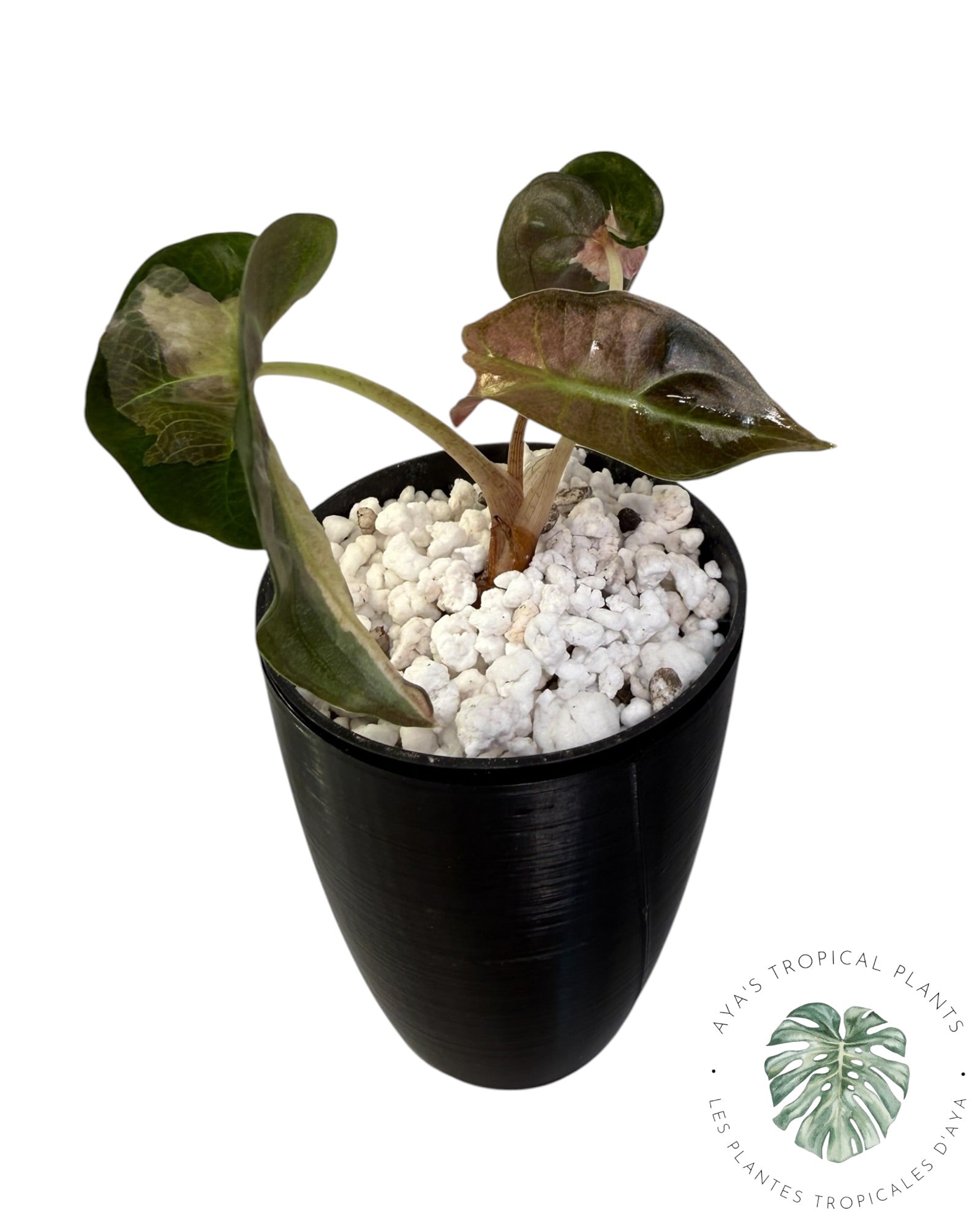 Alocasia Polly Lava Variegated