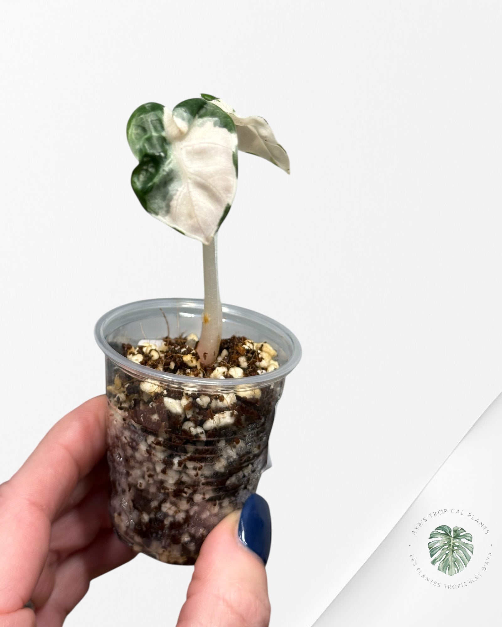 Alocasia Heart Balloon Pink variegated| Rare TC Plant| Aya's Tropical Plants