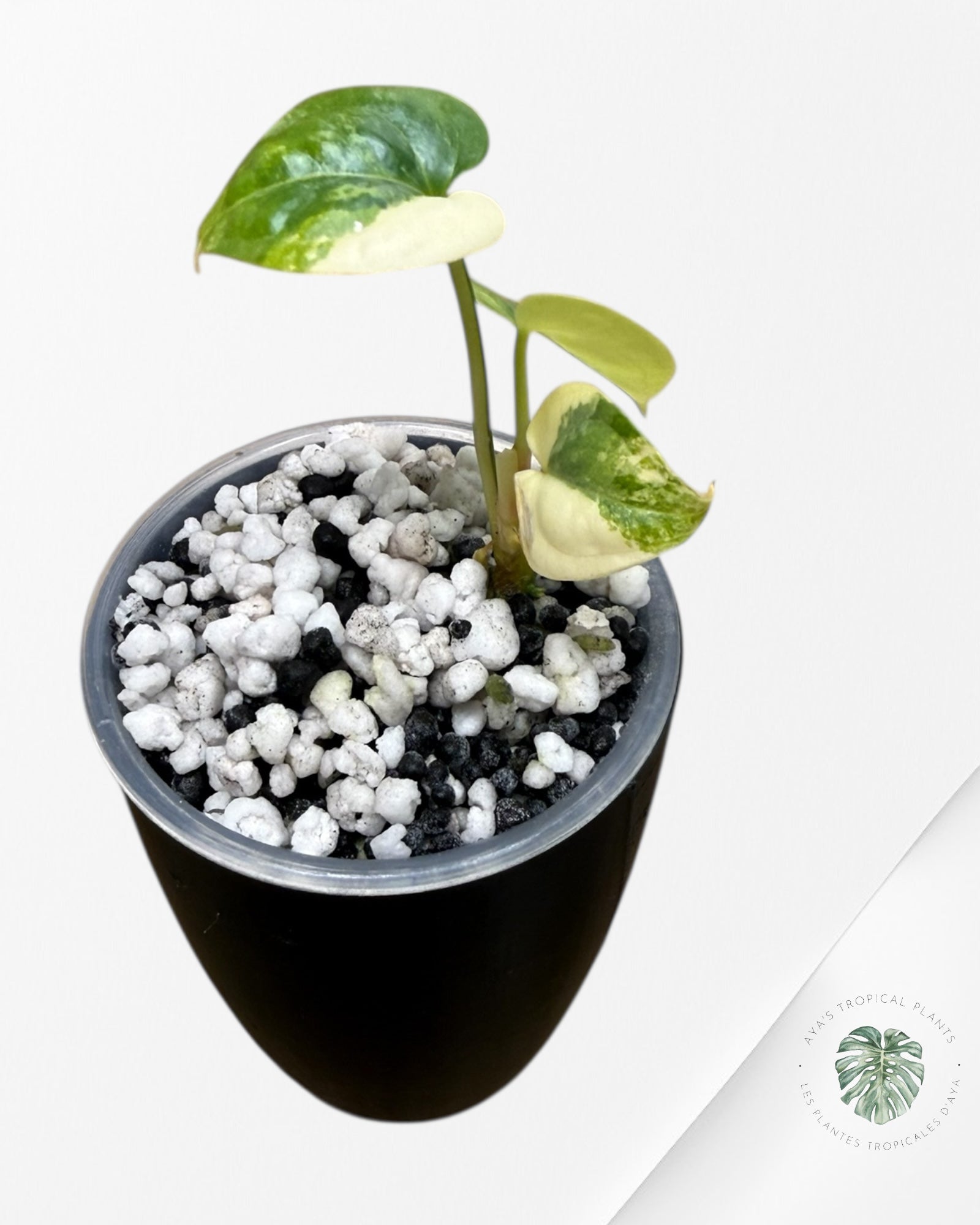 Anthurium Clarinervium Aurea Variegated