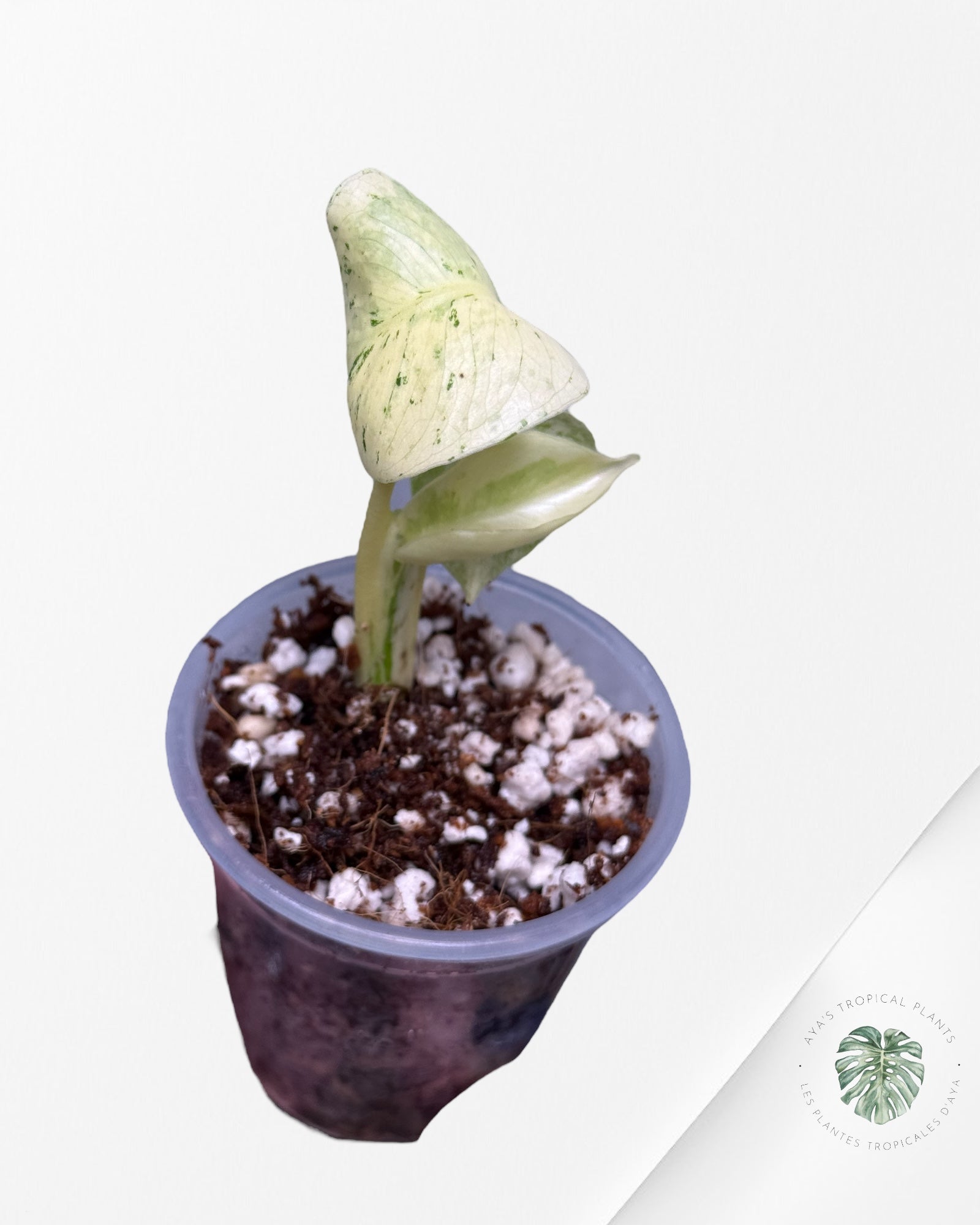 Monstera White Mint |Rare TC Plant | Aya's Tropical Plants