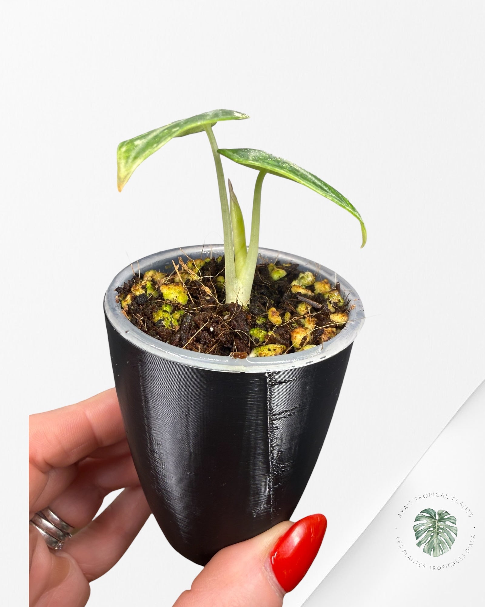 Alocasia Ninja Albo Variegated