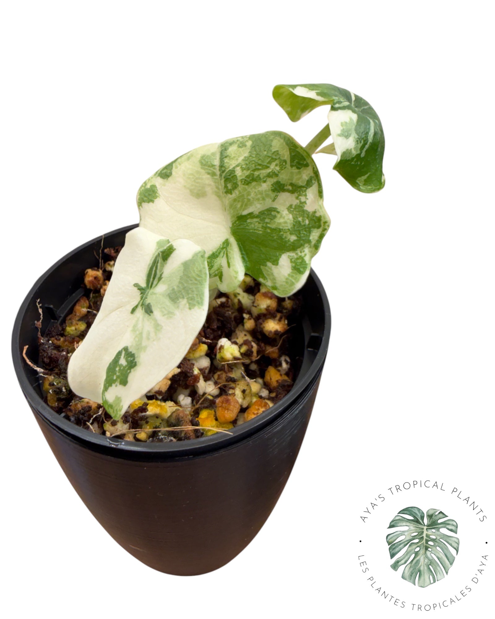 Alocasia Melo Albo Variegated