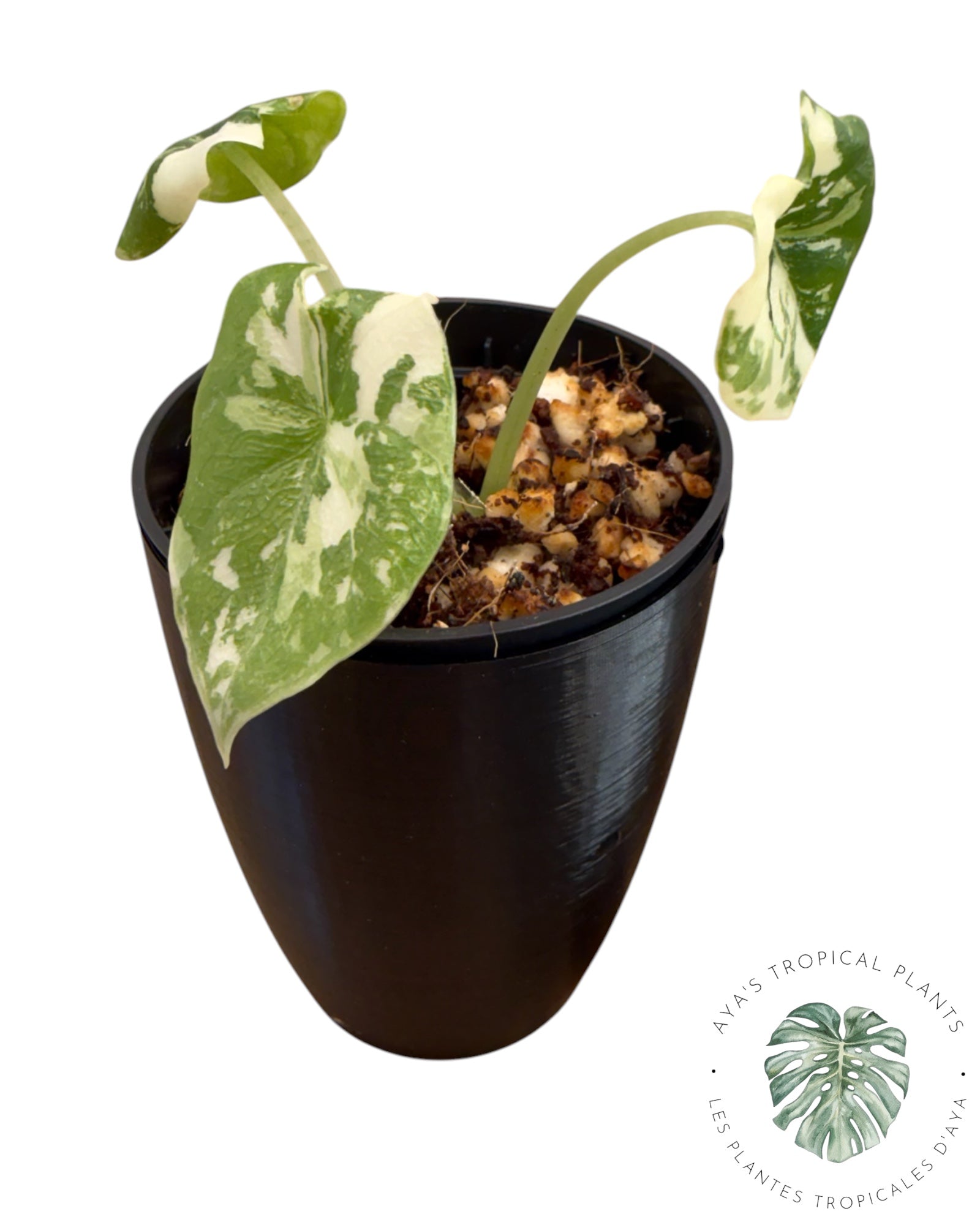 Alocasia Melo Albo Variegated