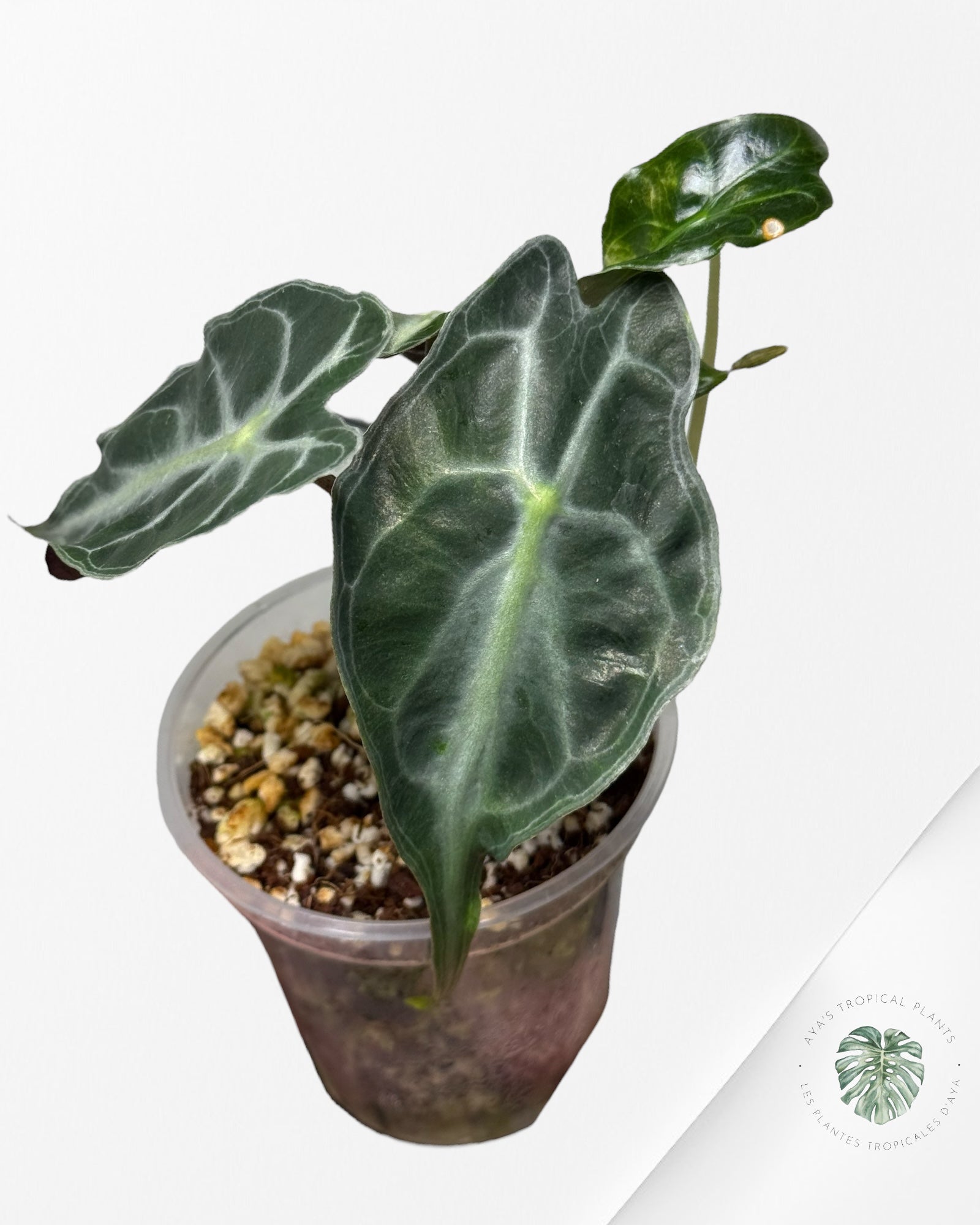 Alocasia Venom| Rare TC Plant| Aya's Tropical Plants