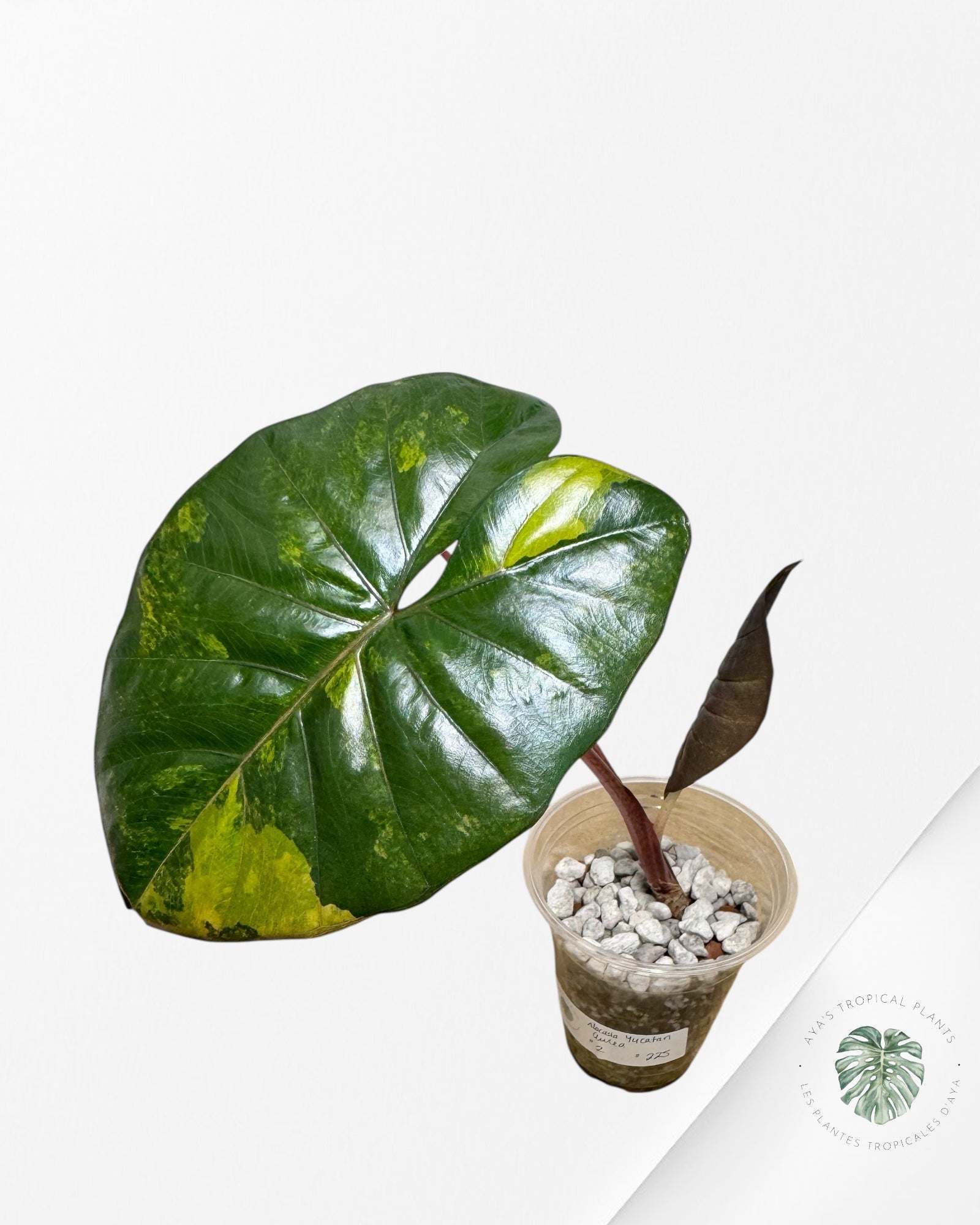 Alocasia Yucatan Aurea - 2