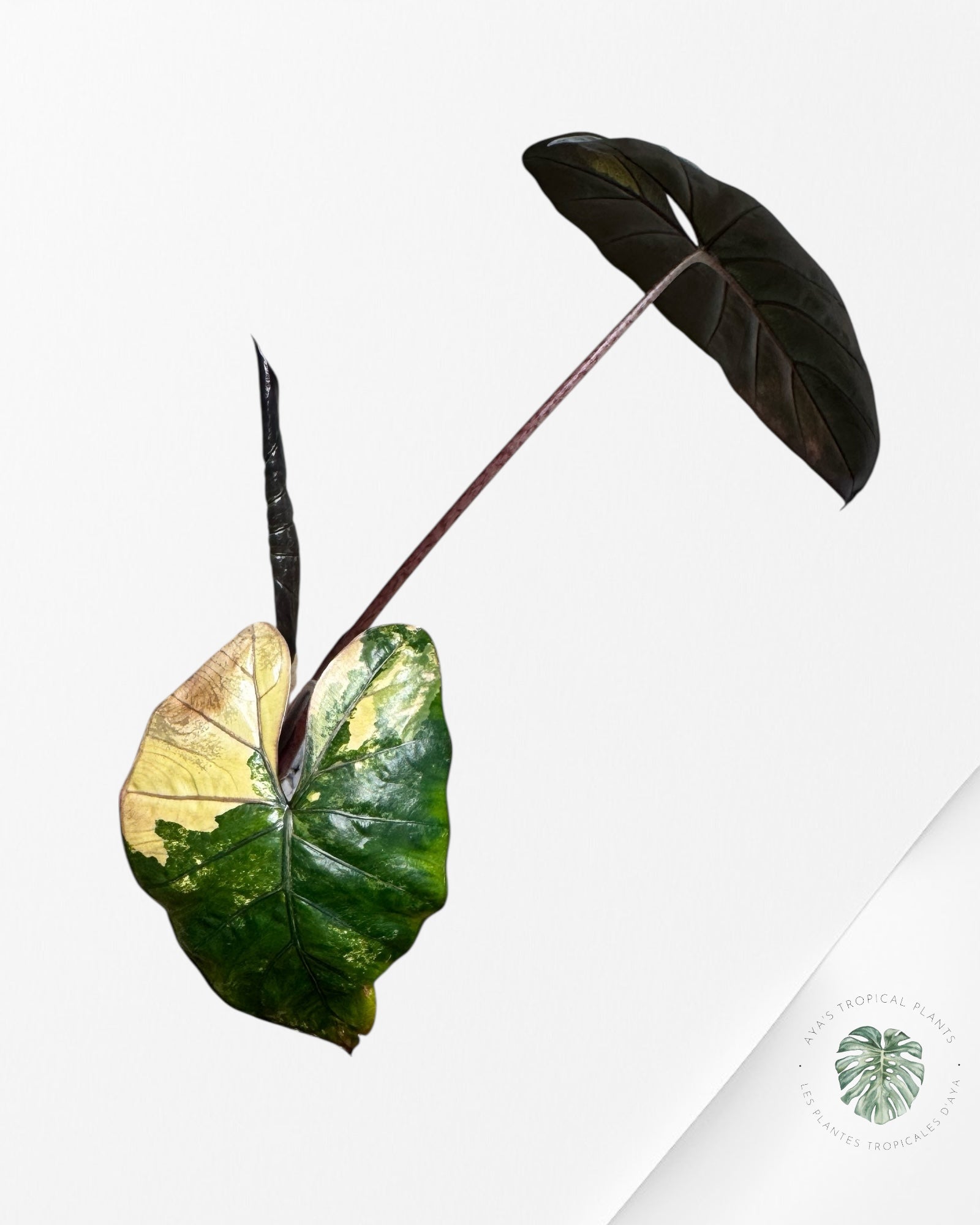 Alocasia Yucatan Aurea - 2