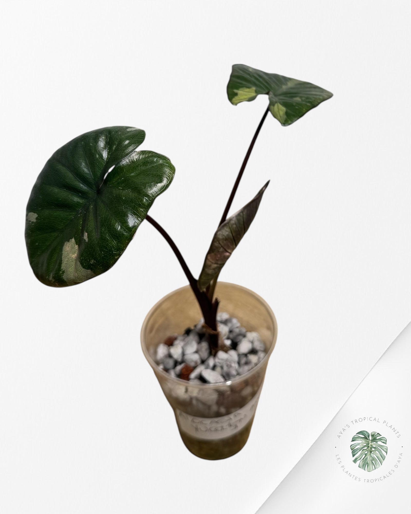 Alocasia Yucatan Aurea - 1
