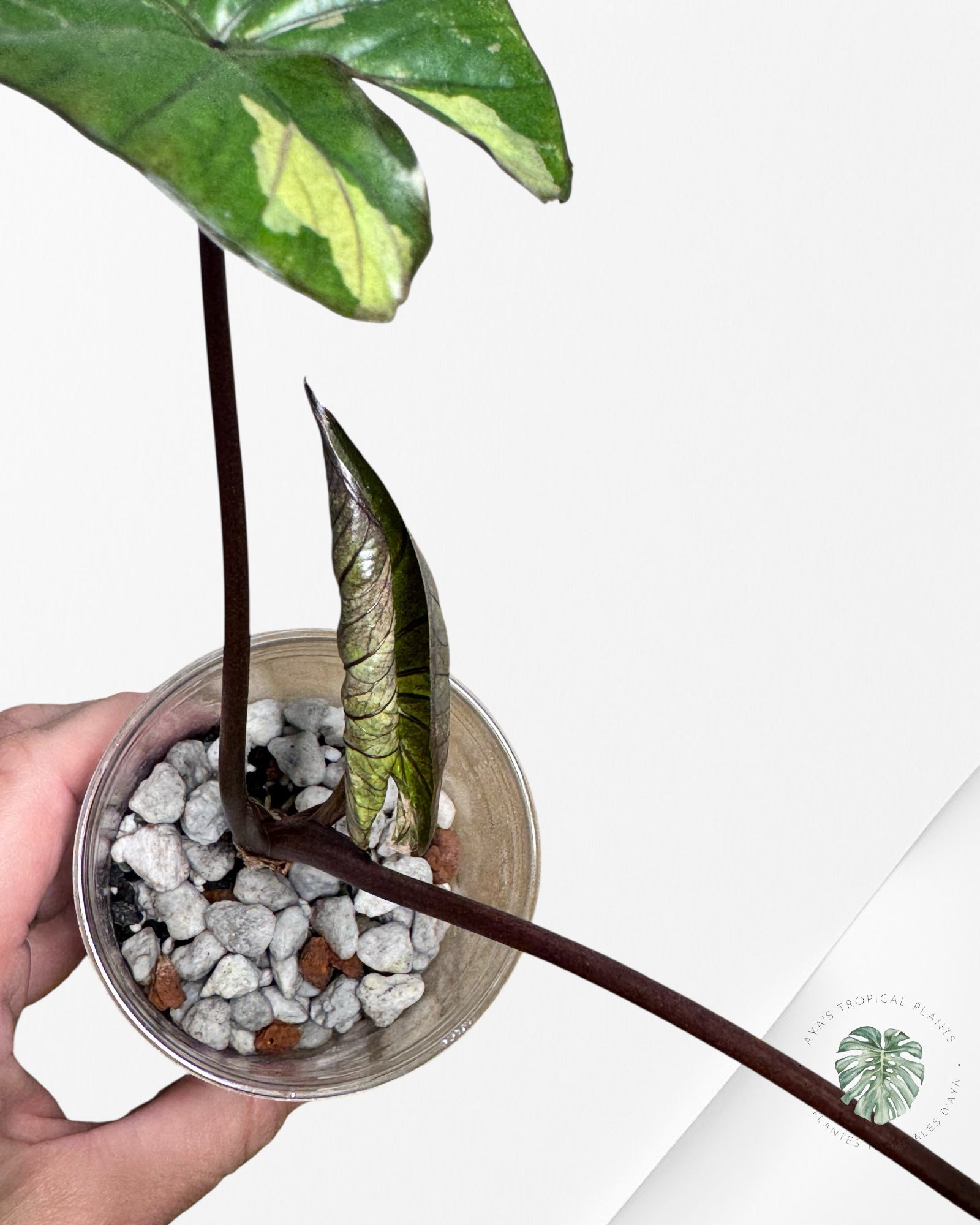 Alocasia Yucatan Aurea - 1