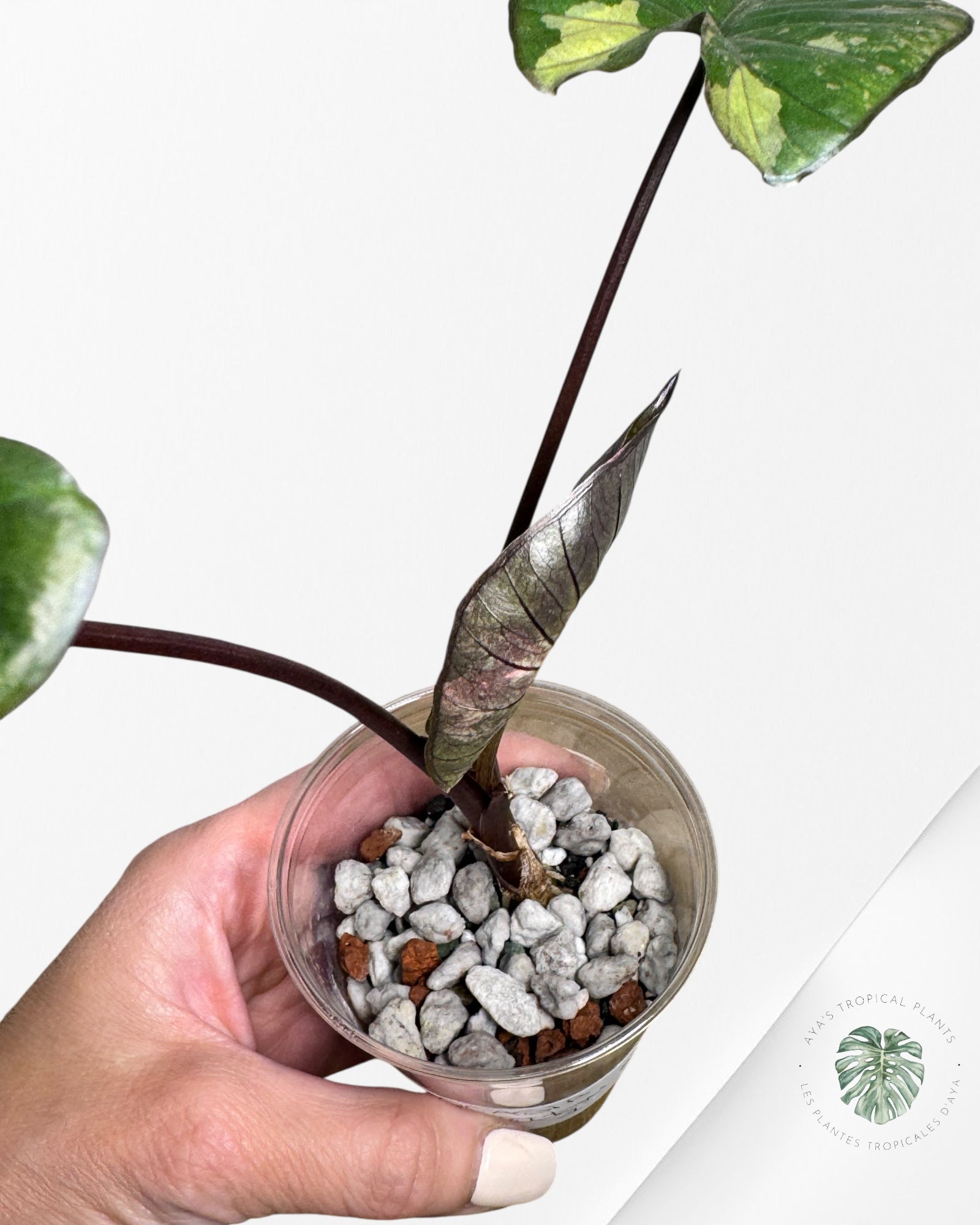 Alocasia Yucatan Aurea - 1