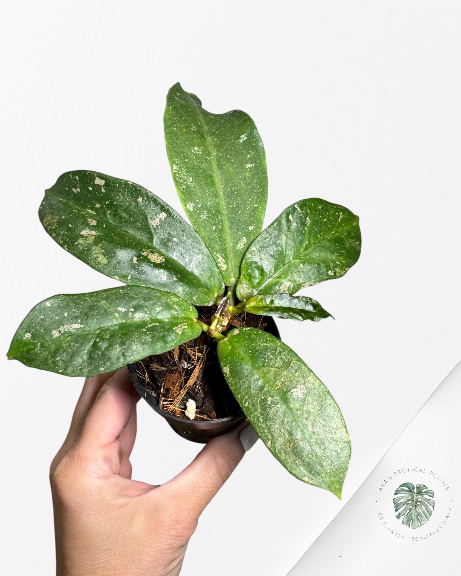 Hoya Mitrata-HM2 is