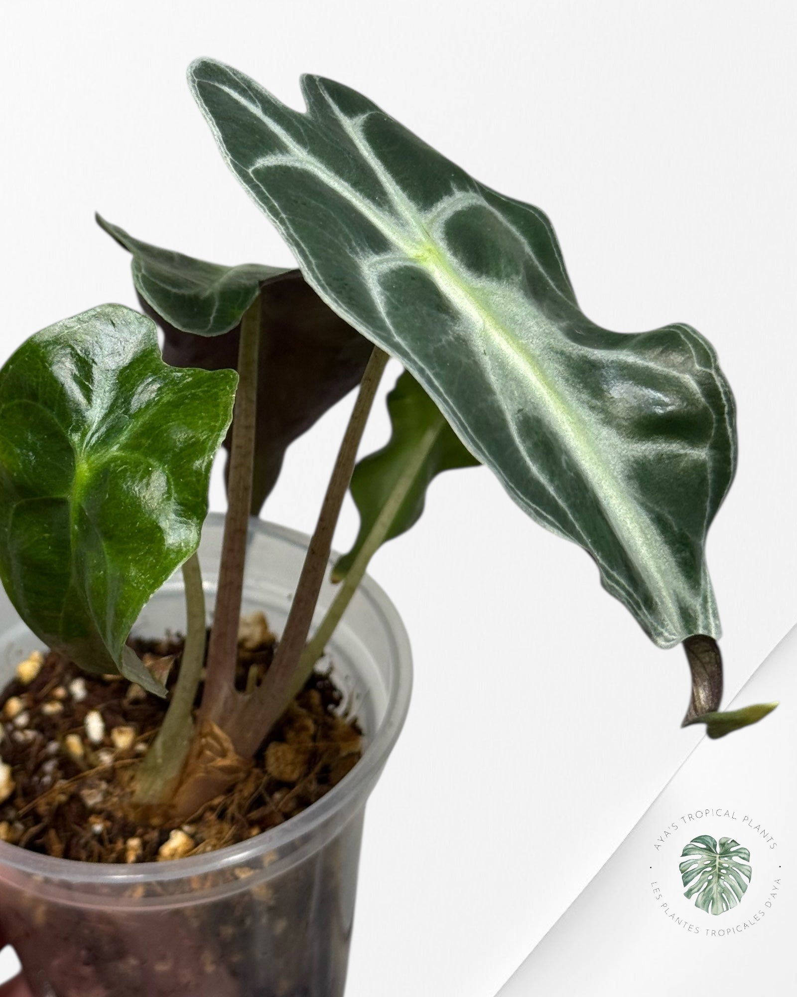 Alocasia Venom| Rare TC Plant| Aya's Tropical Plants
