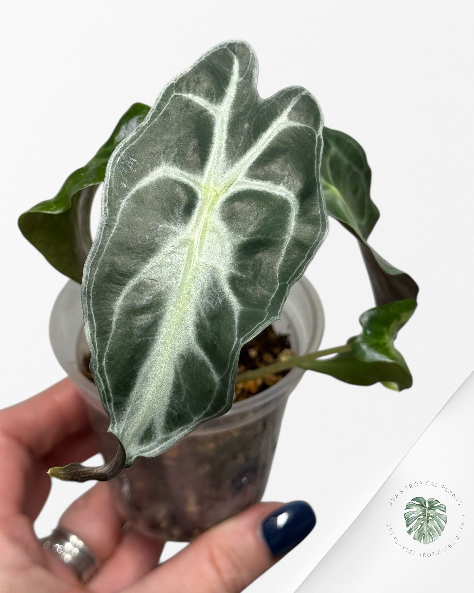 Alocasia Venom| Rare TC Plant| Aya's Tropical Plants