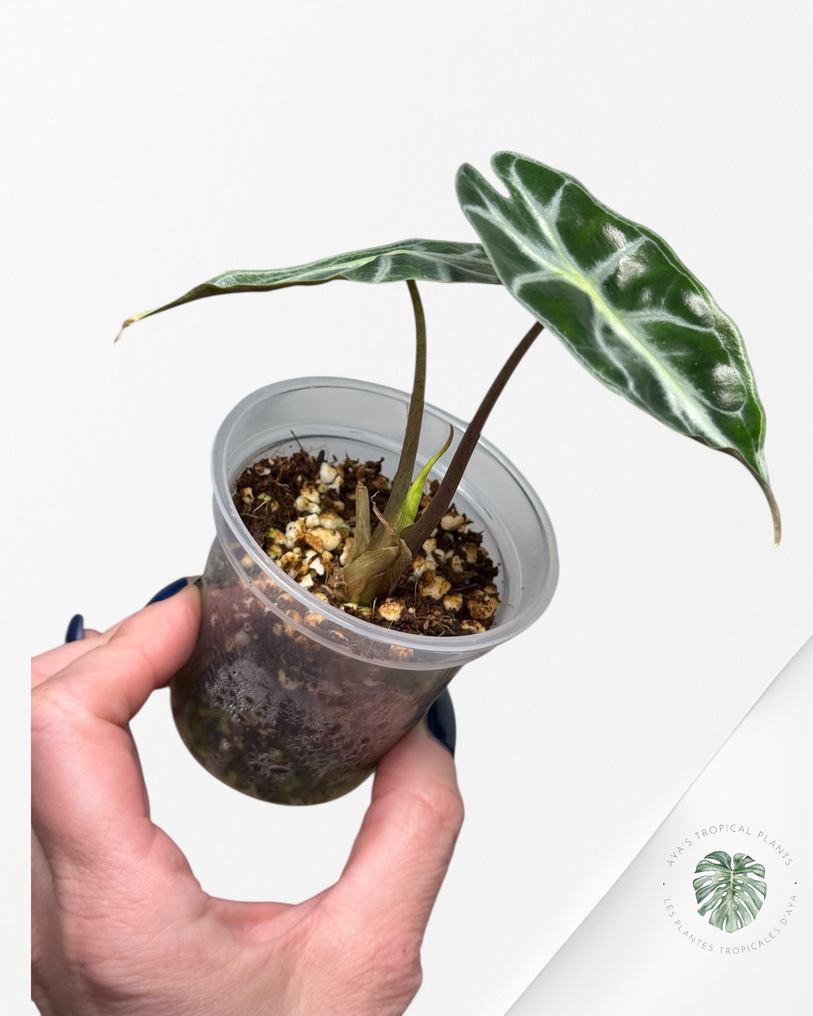 Alocasia Venom| Rare TC Plant| Aya's Tropical Plants