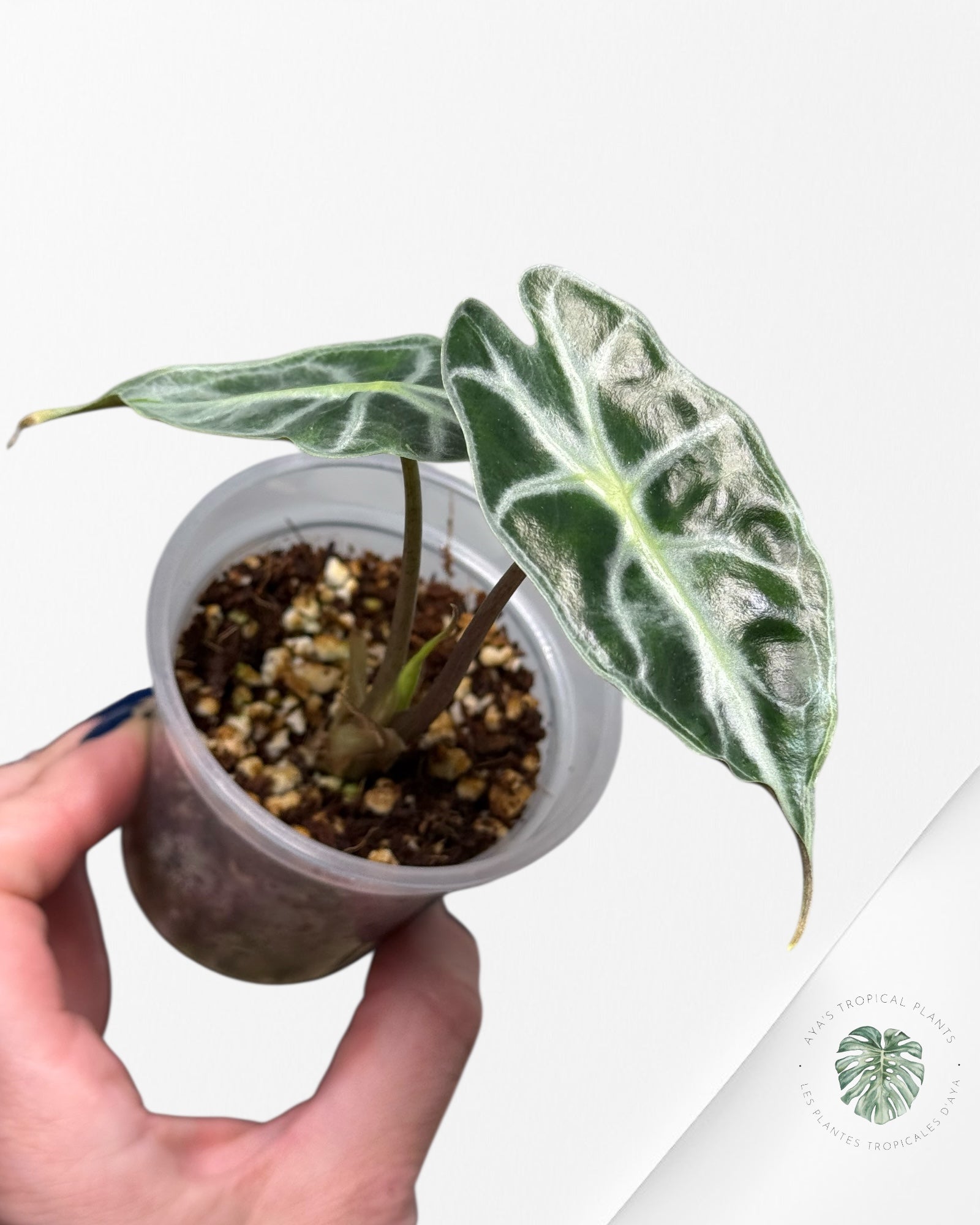 Alocasia Venom| Rare TC Plant| Aya's Tropical Plants