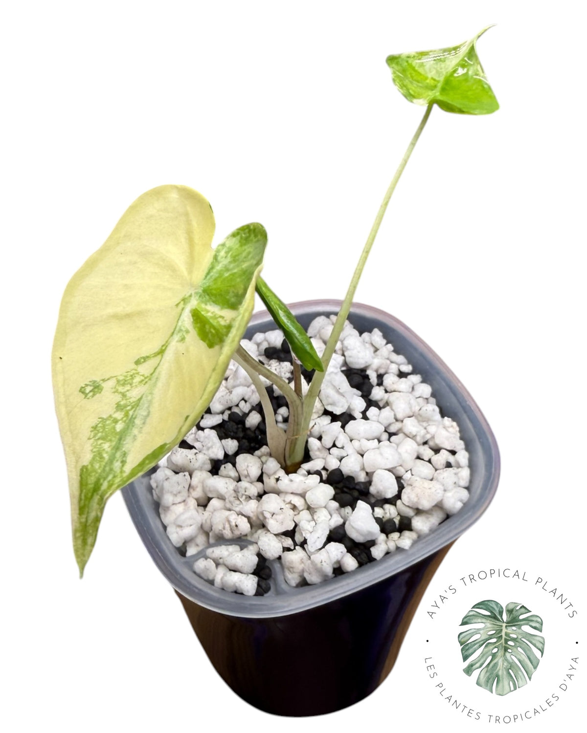 Alocasia Macrorrhizos ‘Shock Treatment’ Aurea Variegated