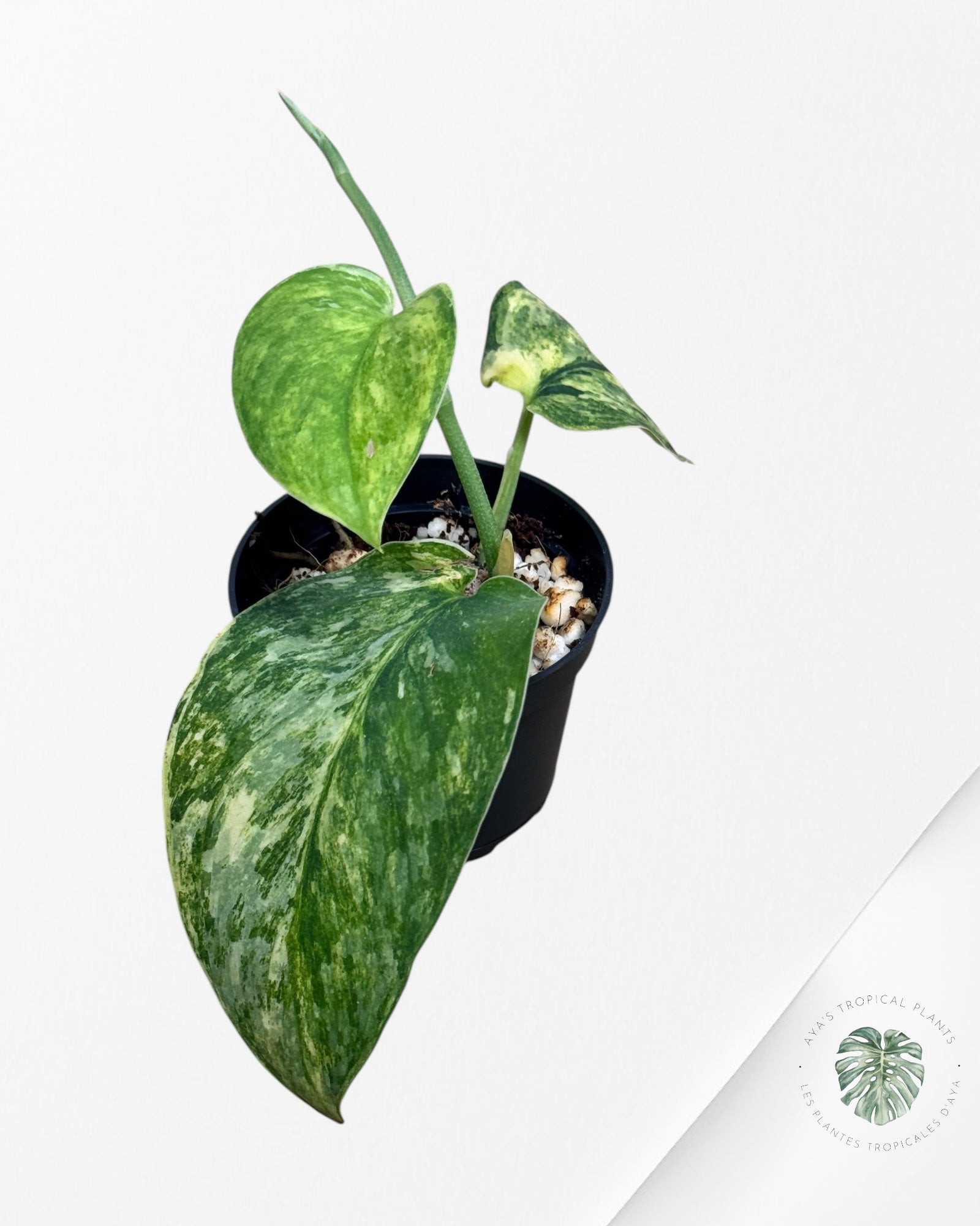 Scindapsus Radjatapura - P40