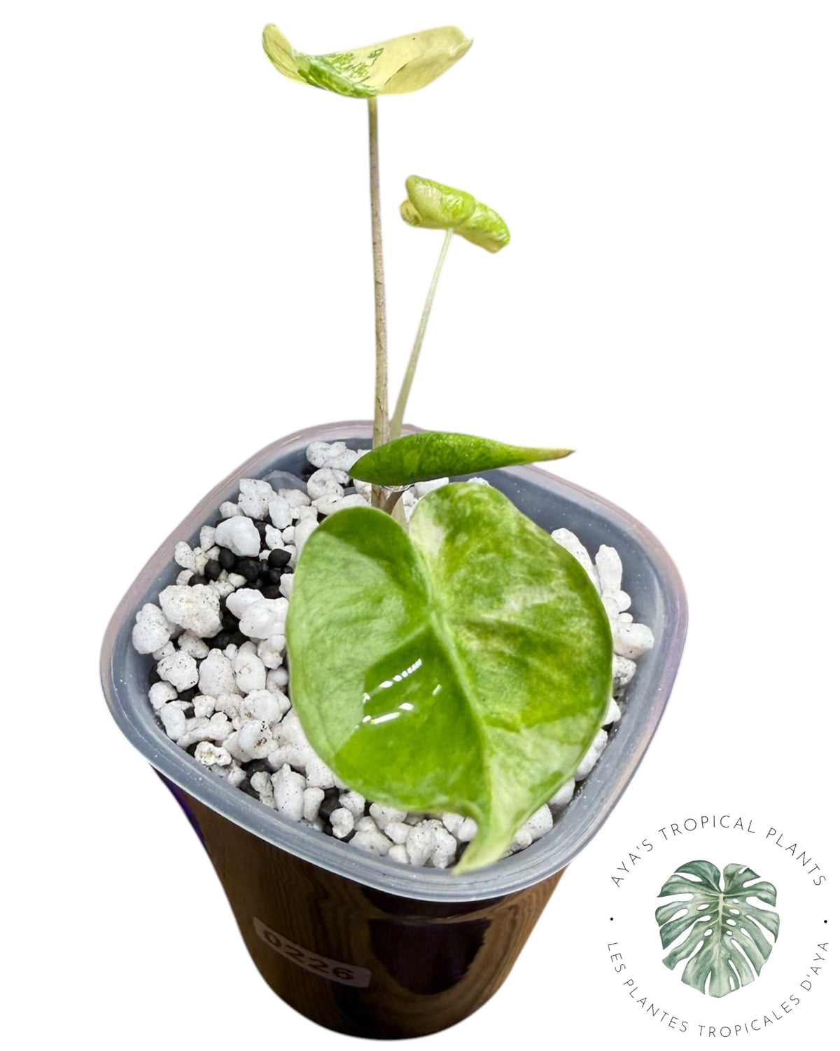 Alocasia Macrorrhizos ‘Shock Treatment’ Aurea Variegated