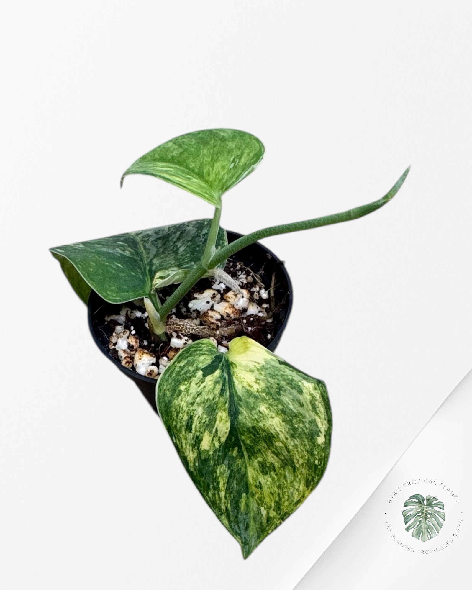 Scindapsus Radjatapura - P40