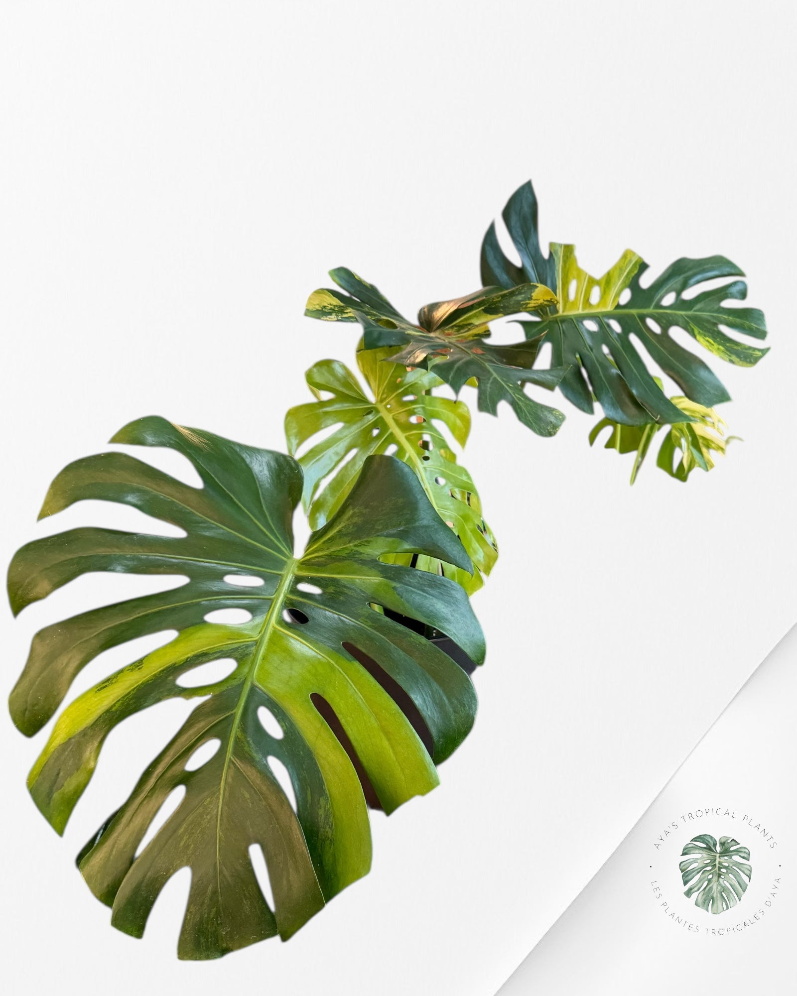 Monstera Deliciosa Orange - MO1