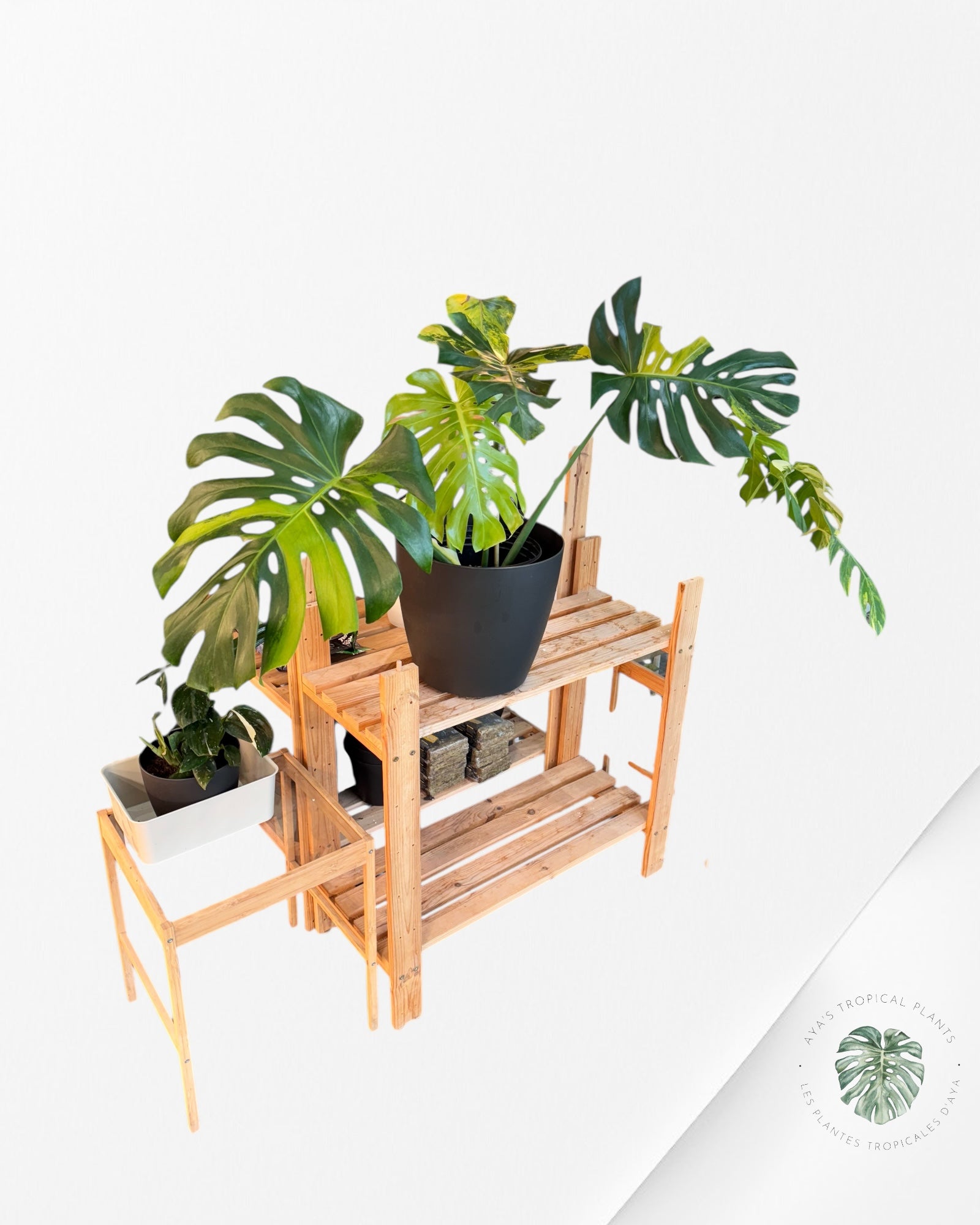 Monstera Deliciosa Orange - MO1