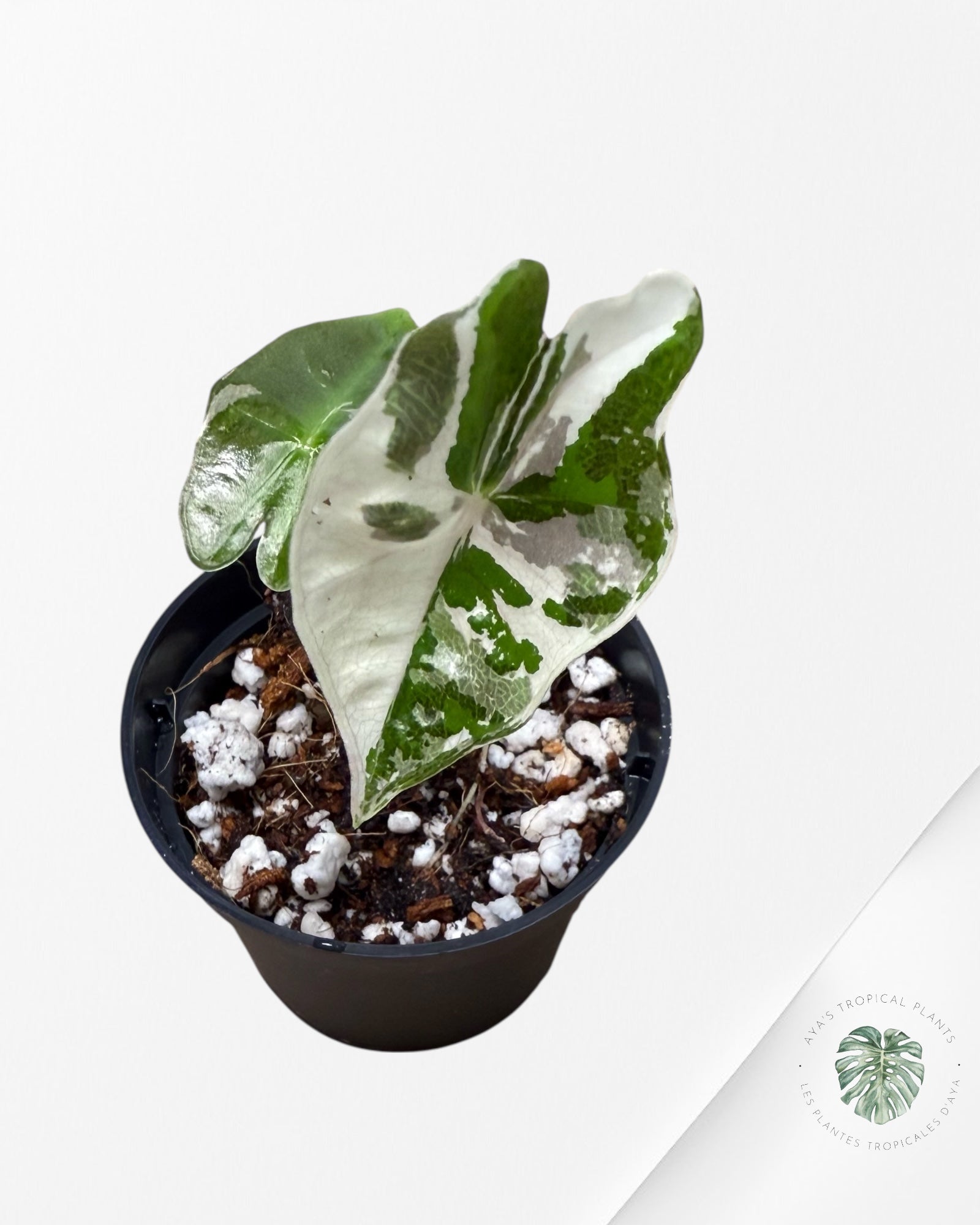 Alocasia Sanderiana Nobilis Pink - Q
