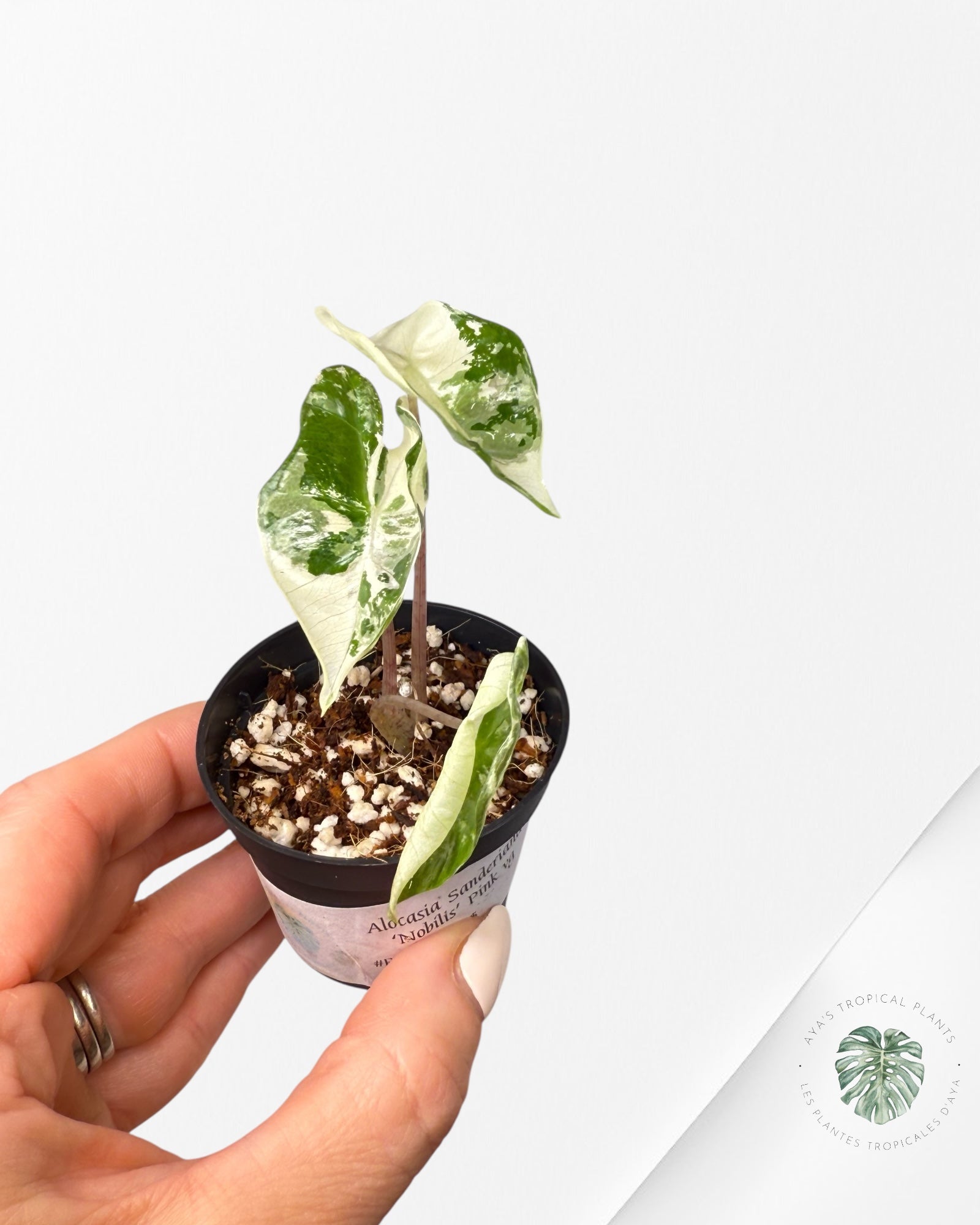 Alocasia Sanderiana Nobilis Pink - 0