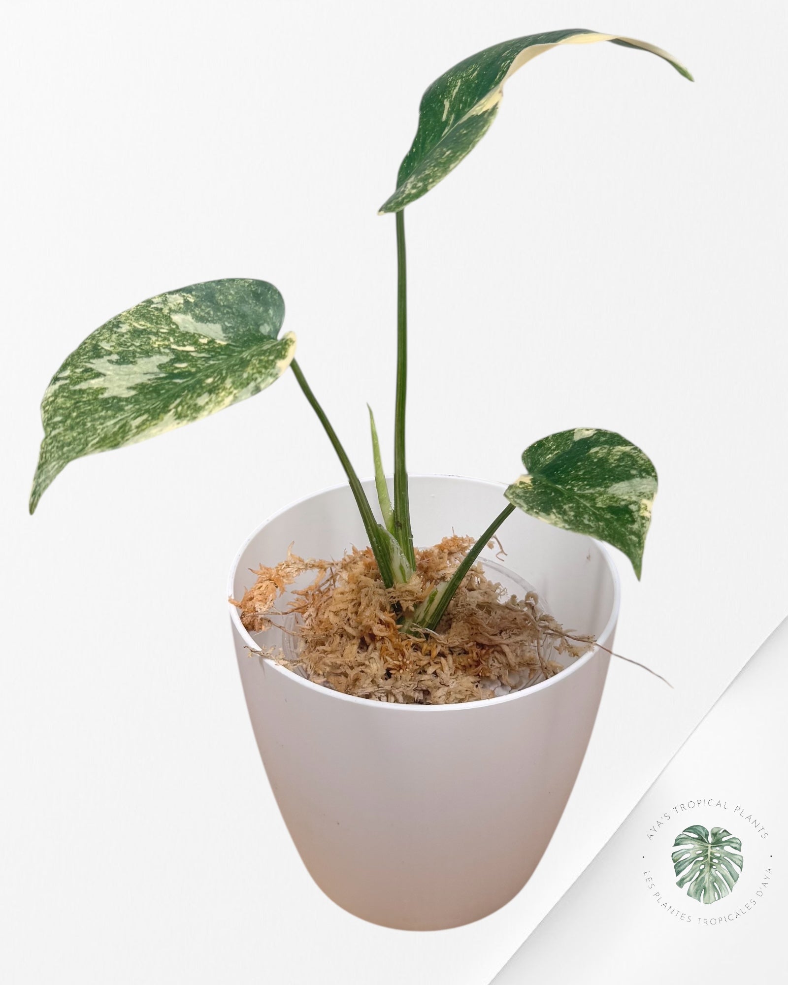 Monstera Legacy-LU1