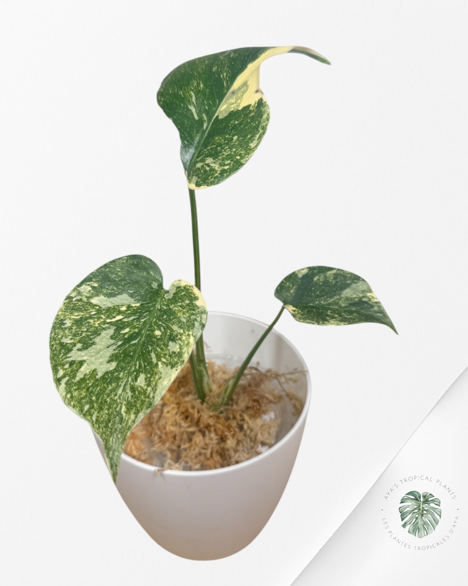 Monstera Legacy-LU1