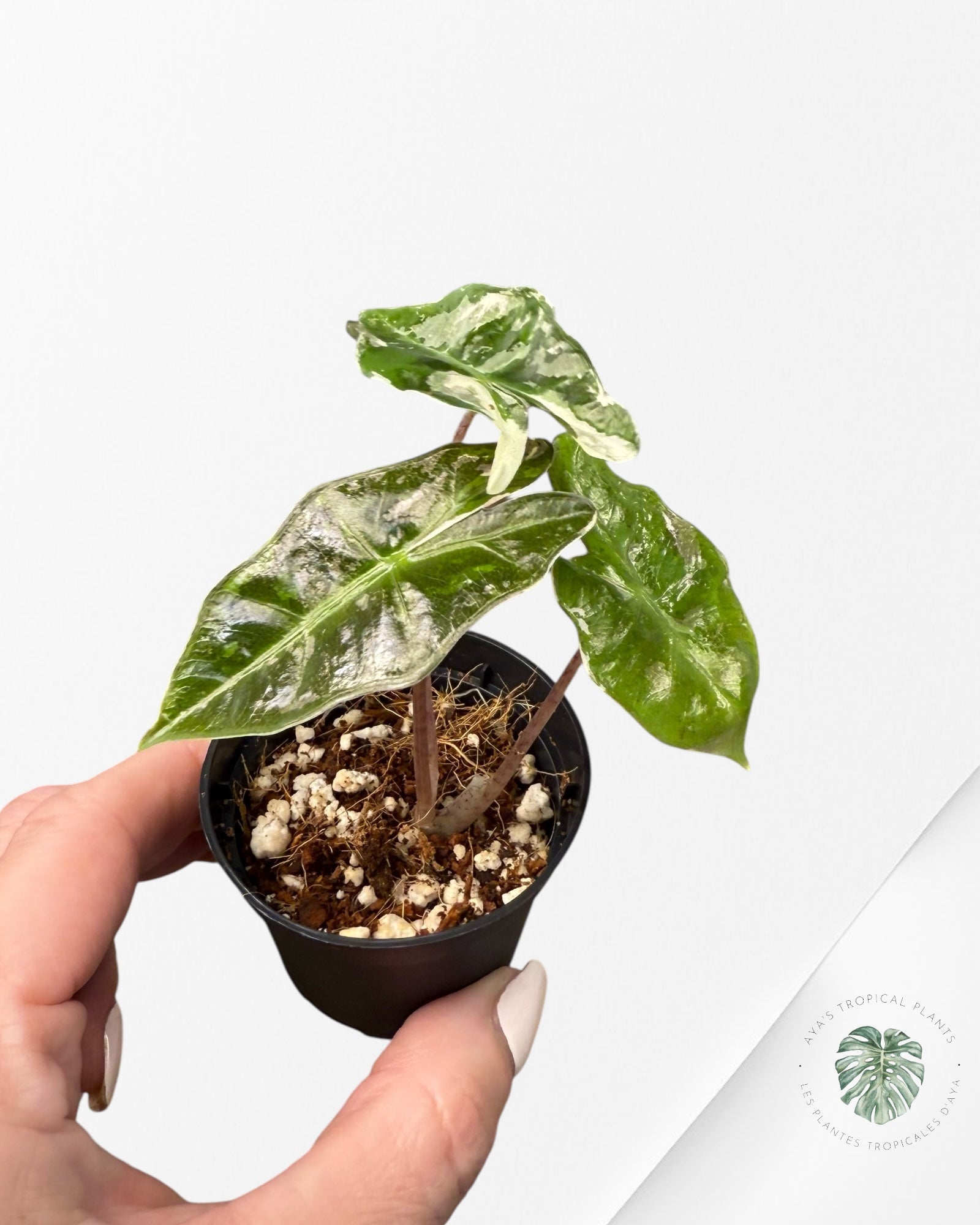 Alocasia Sanderiana Nobilis Pink - P
