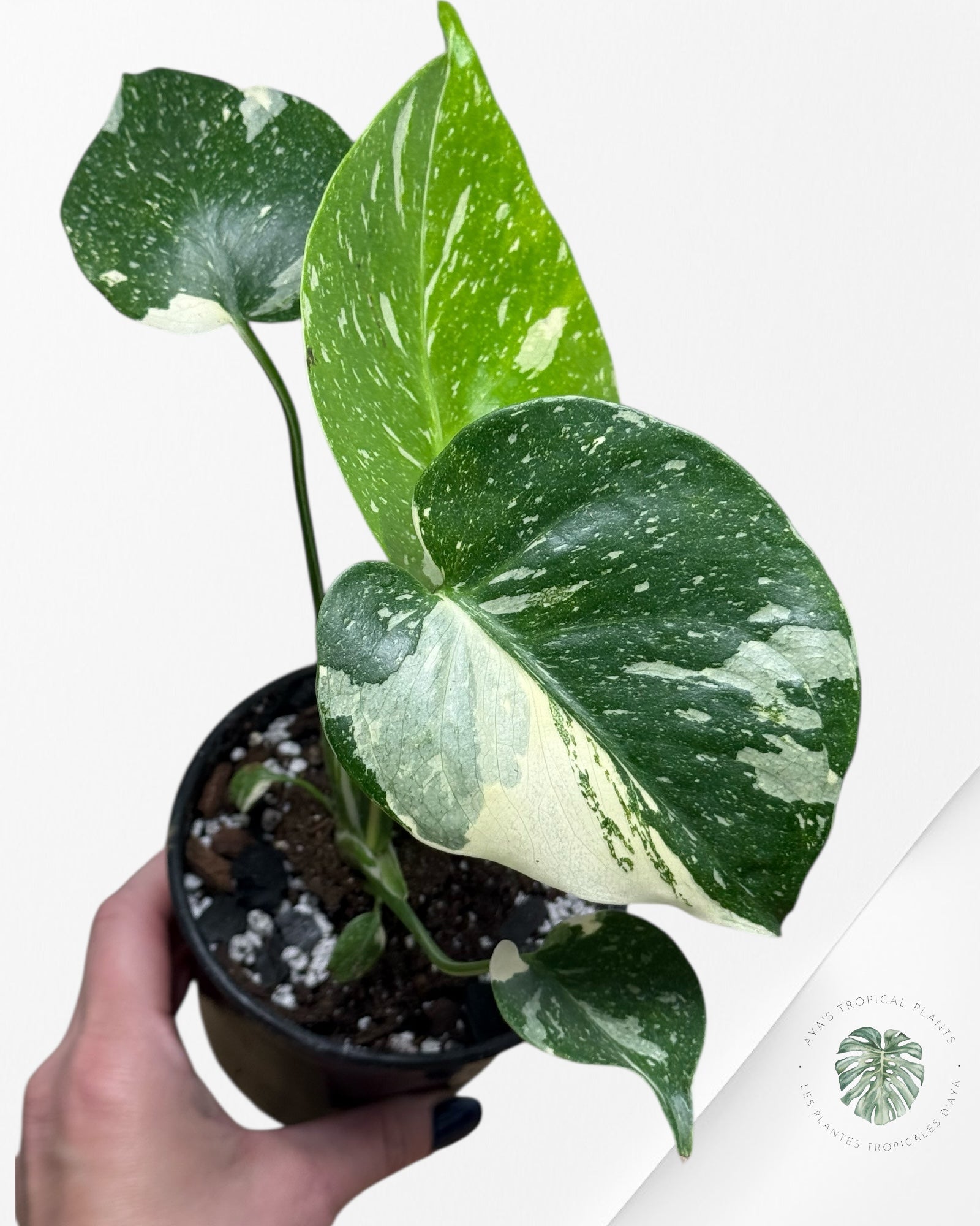 Constellation Monstera Thaï | Aroïde | La plante tropicale d'Aya