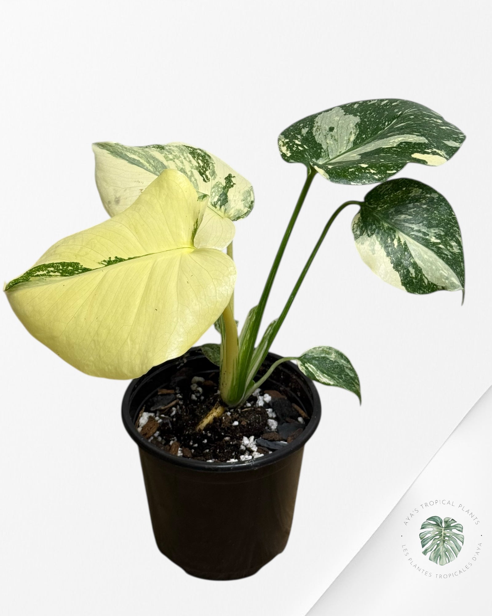 Constellation Monstera Thaï | Aroïde | La plante tropicale d'Aya