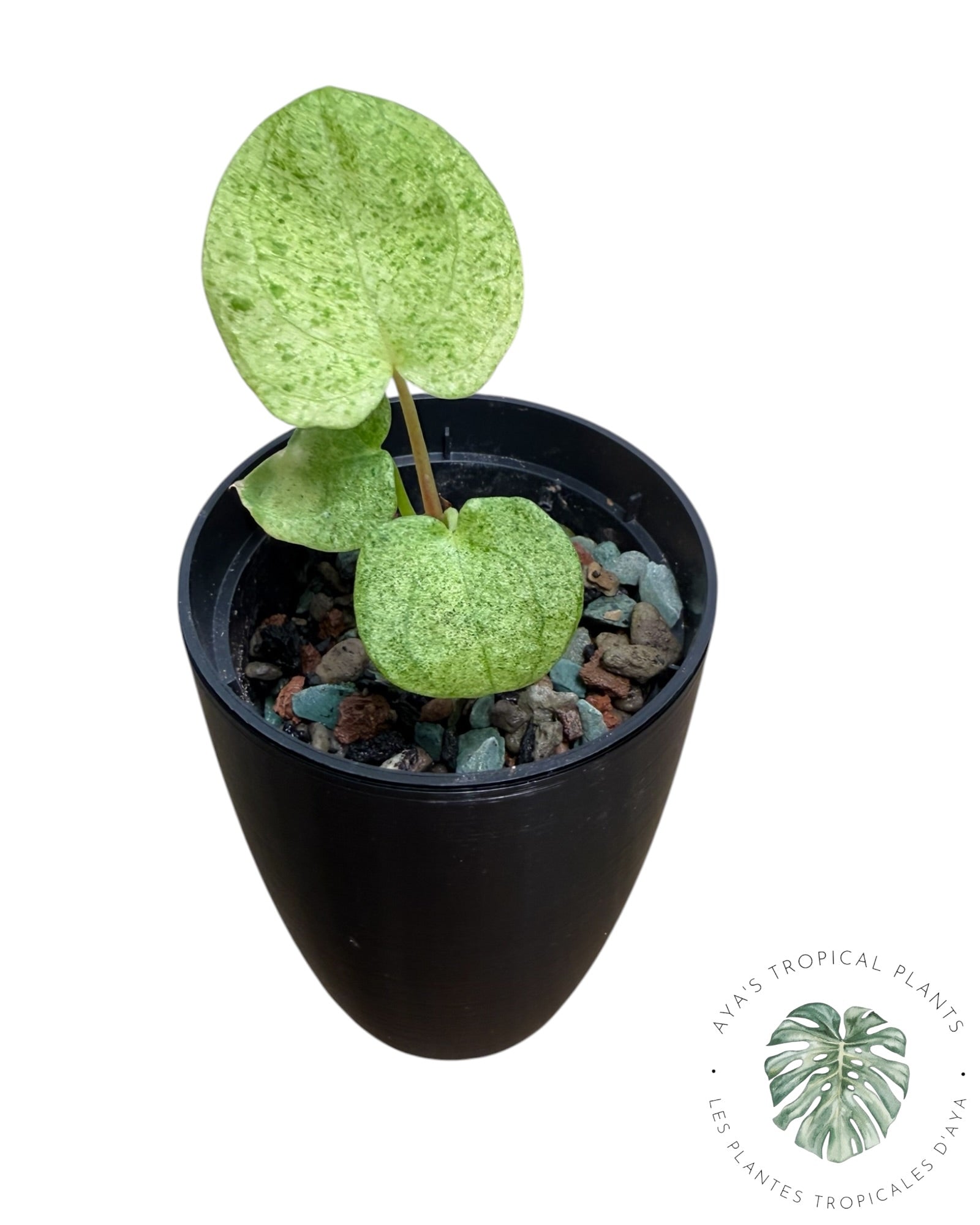 Anthurium Dark Phoenix Variegated