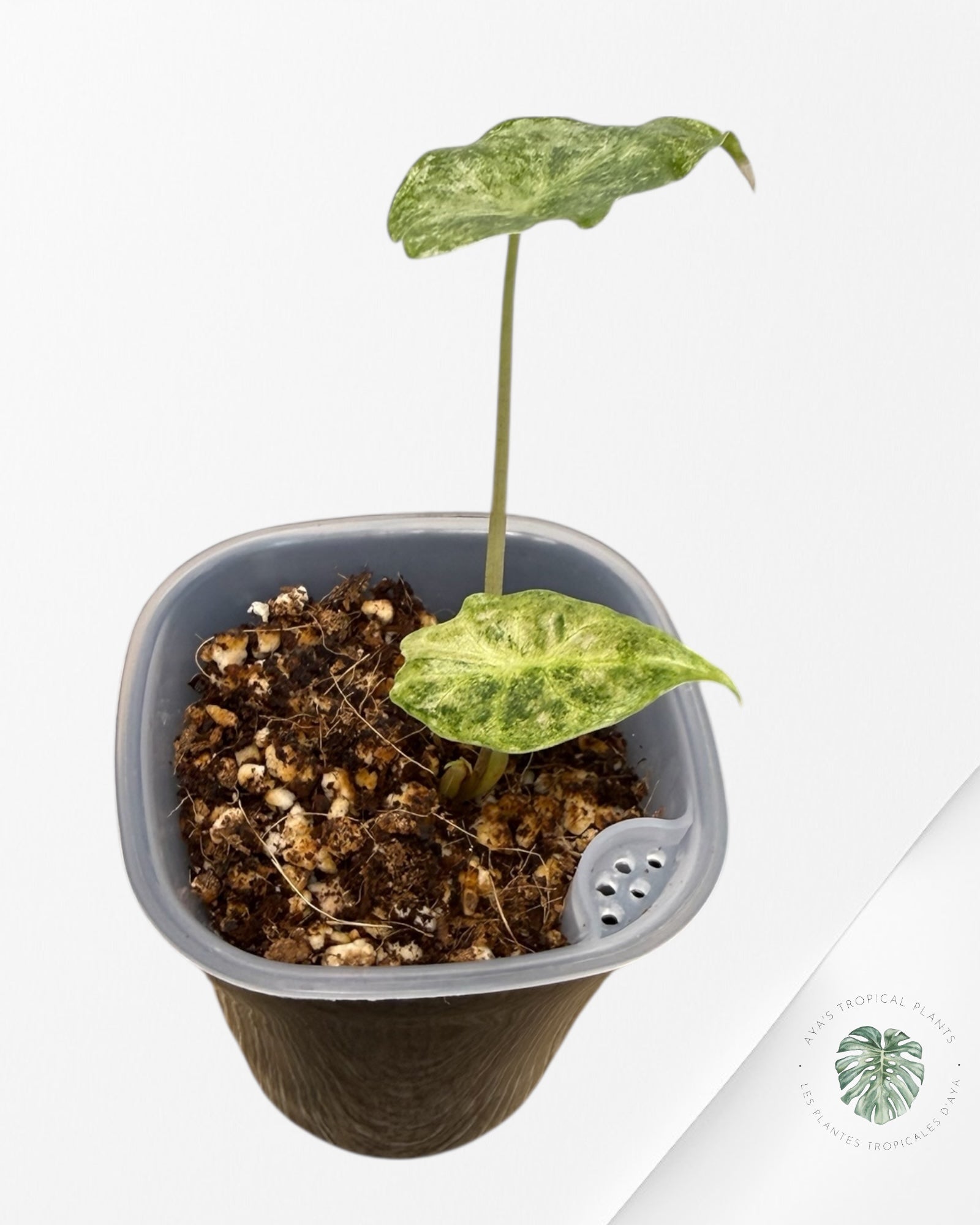 Alocasia Black Saturn 'Stardust' Variegated