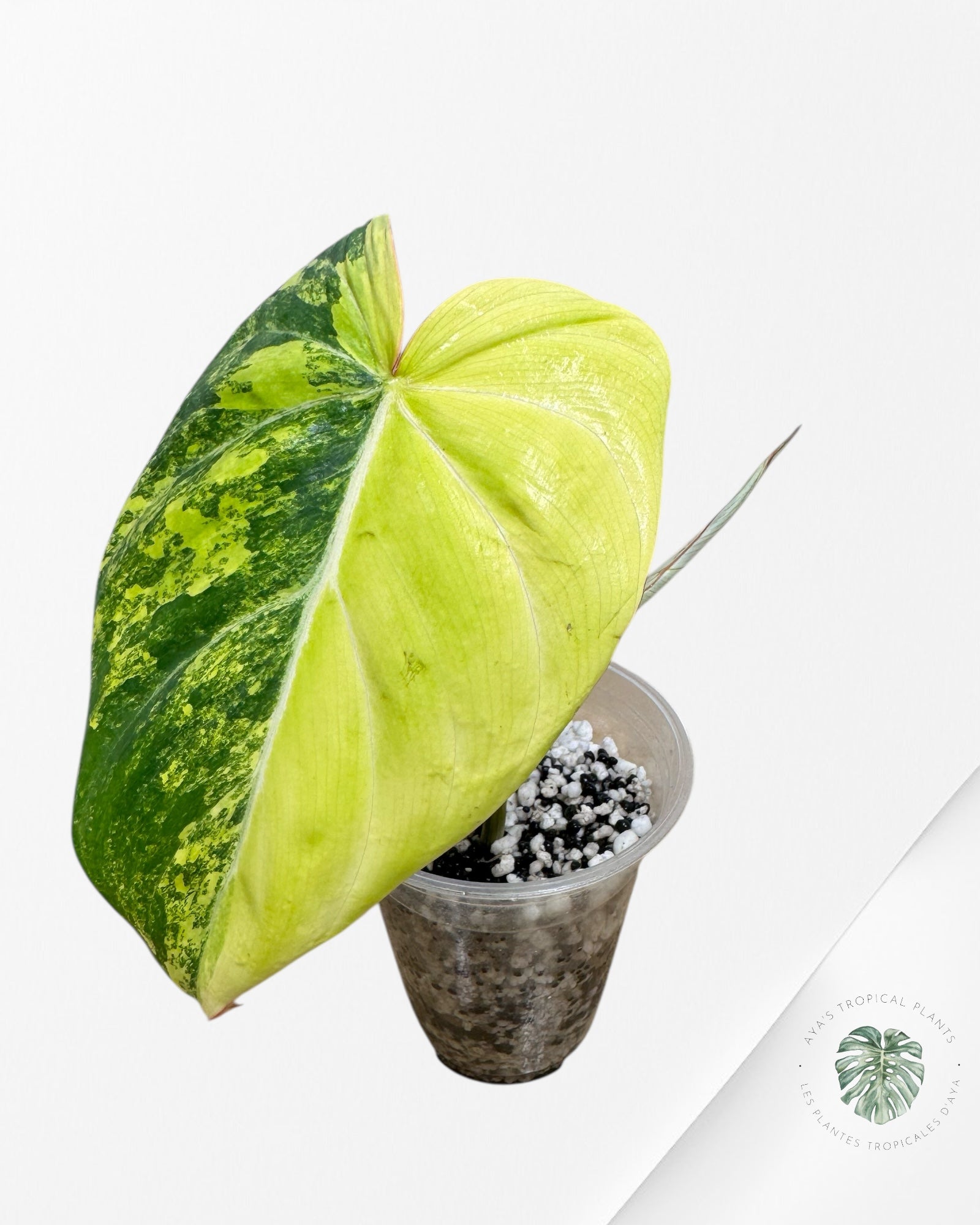 Philodendron Gloriosum Variagated